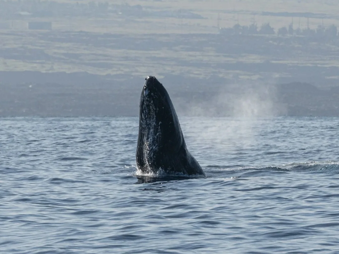 big island humpbacks