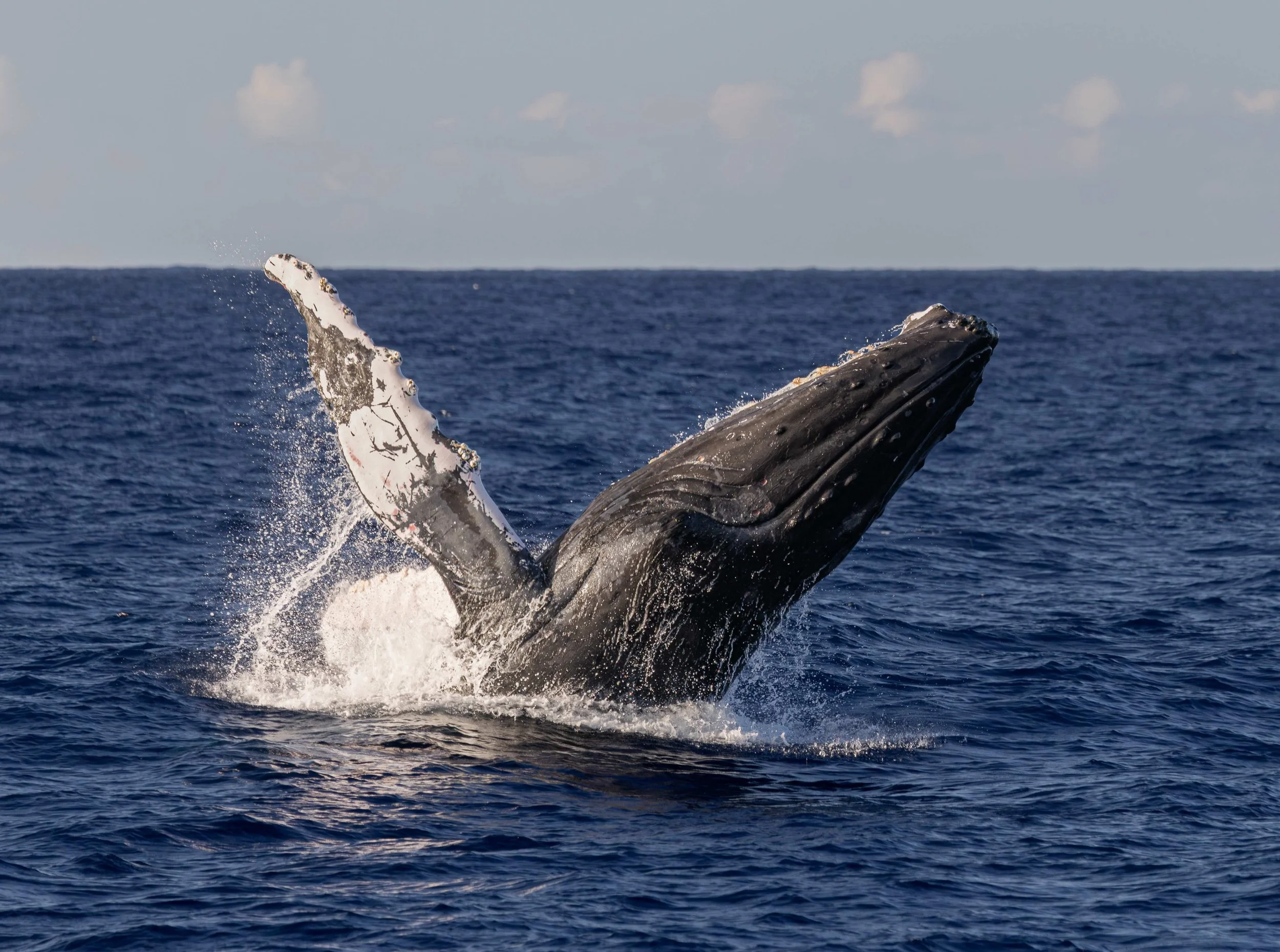 humpback whale watch kona coast
