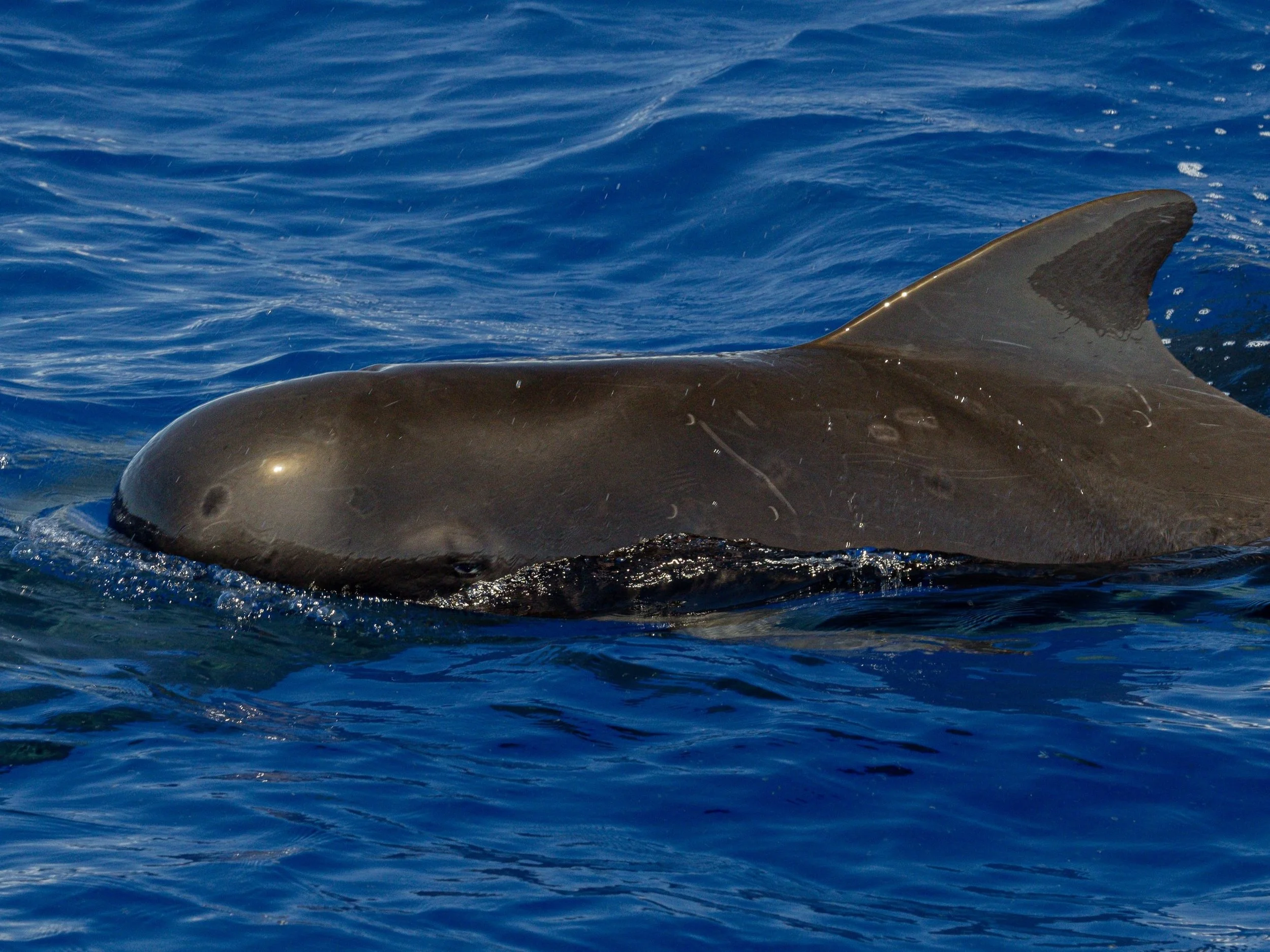 pilot whale offshore