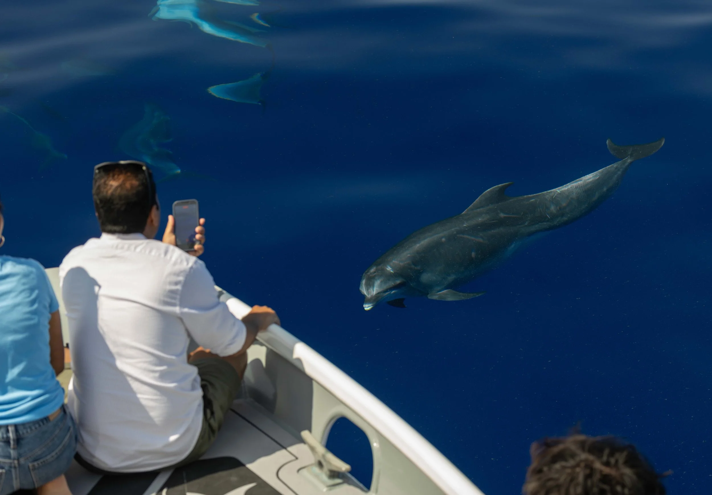 whale watch tour kailua kona
