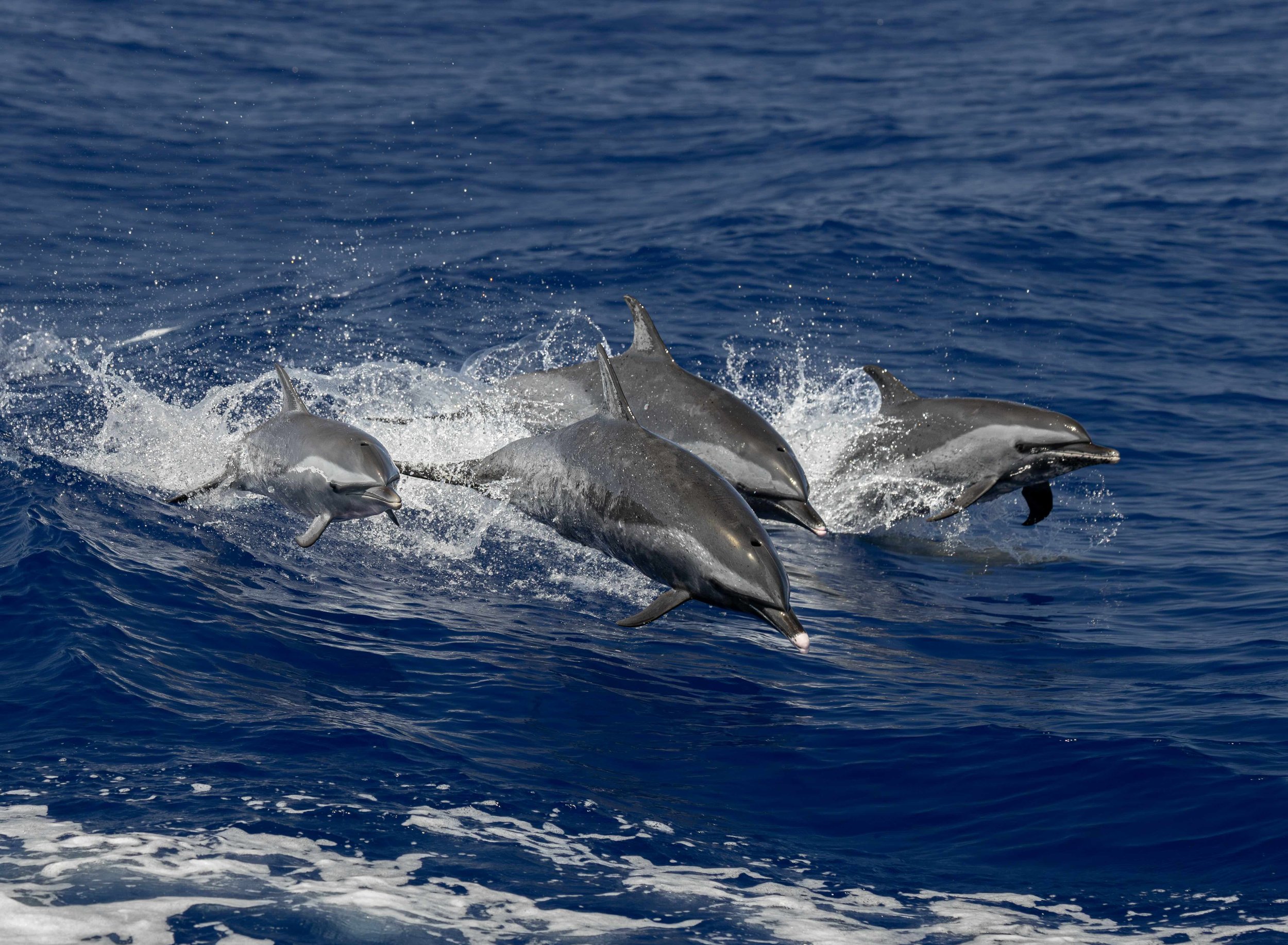 wildlife hawaii