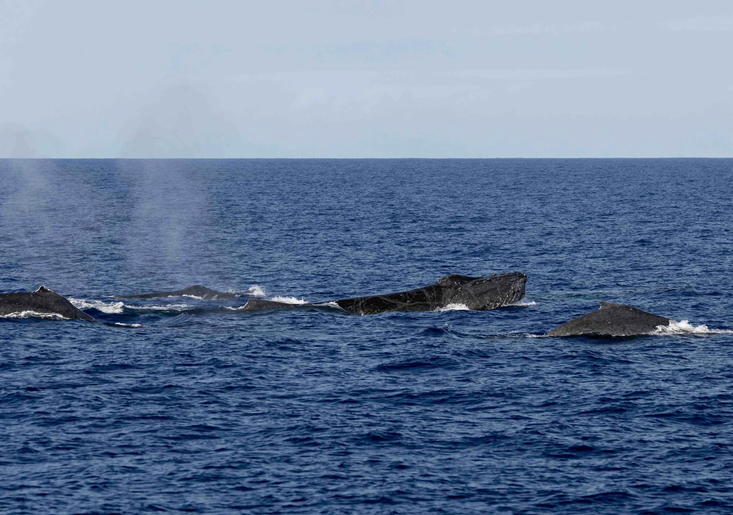 whale watching tour hawaii
