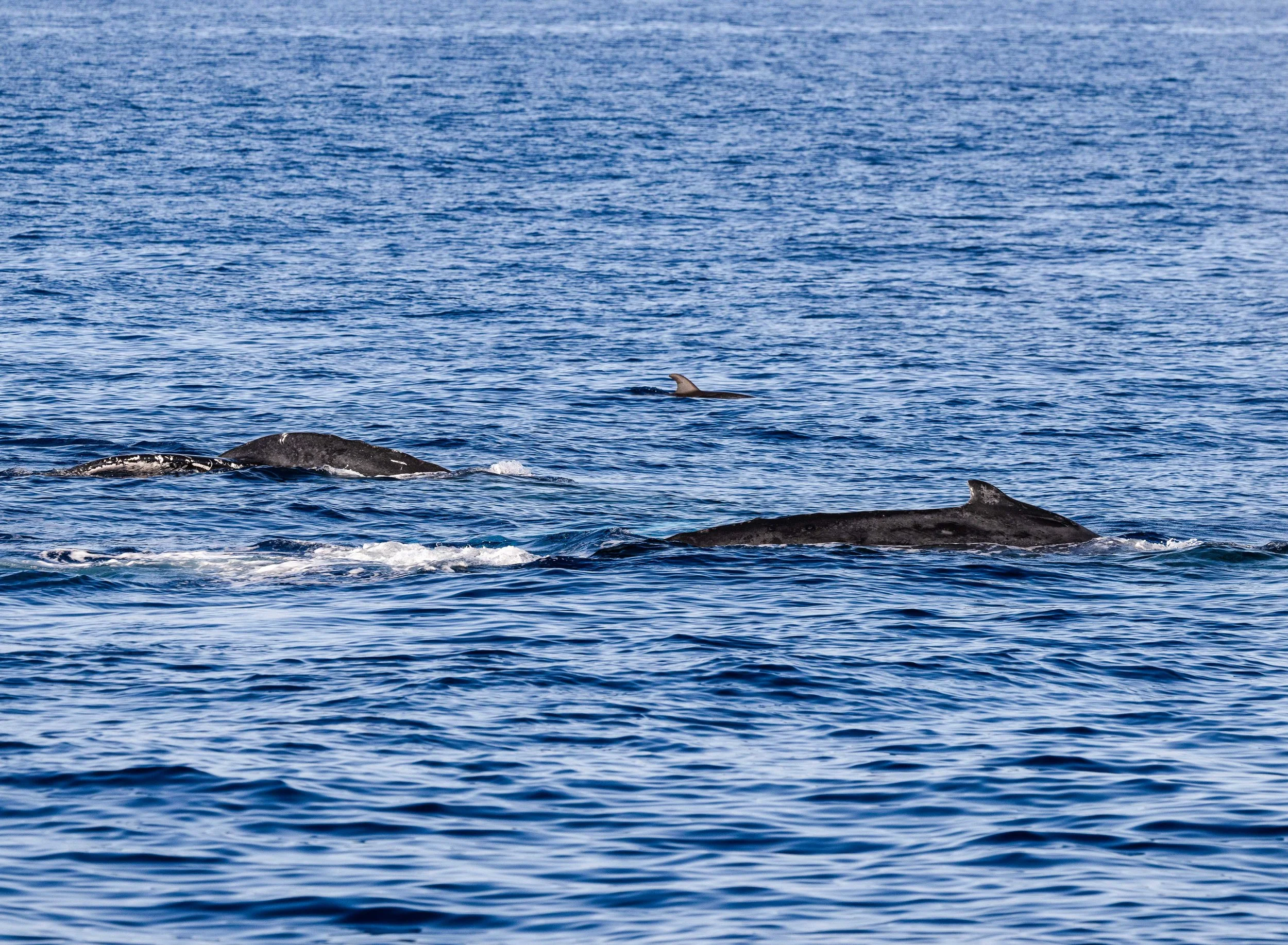 march whales