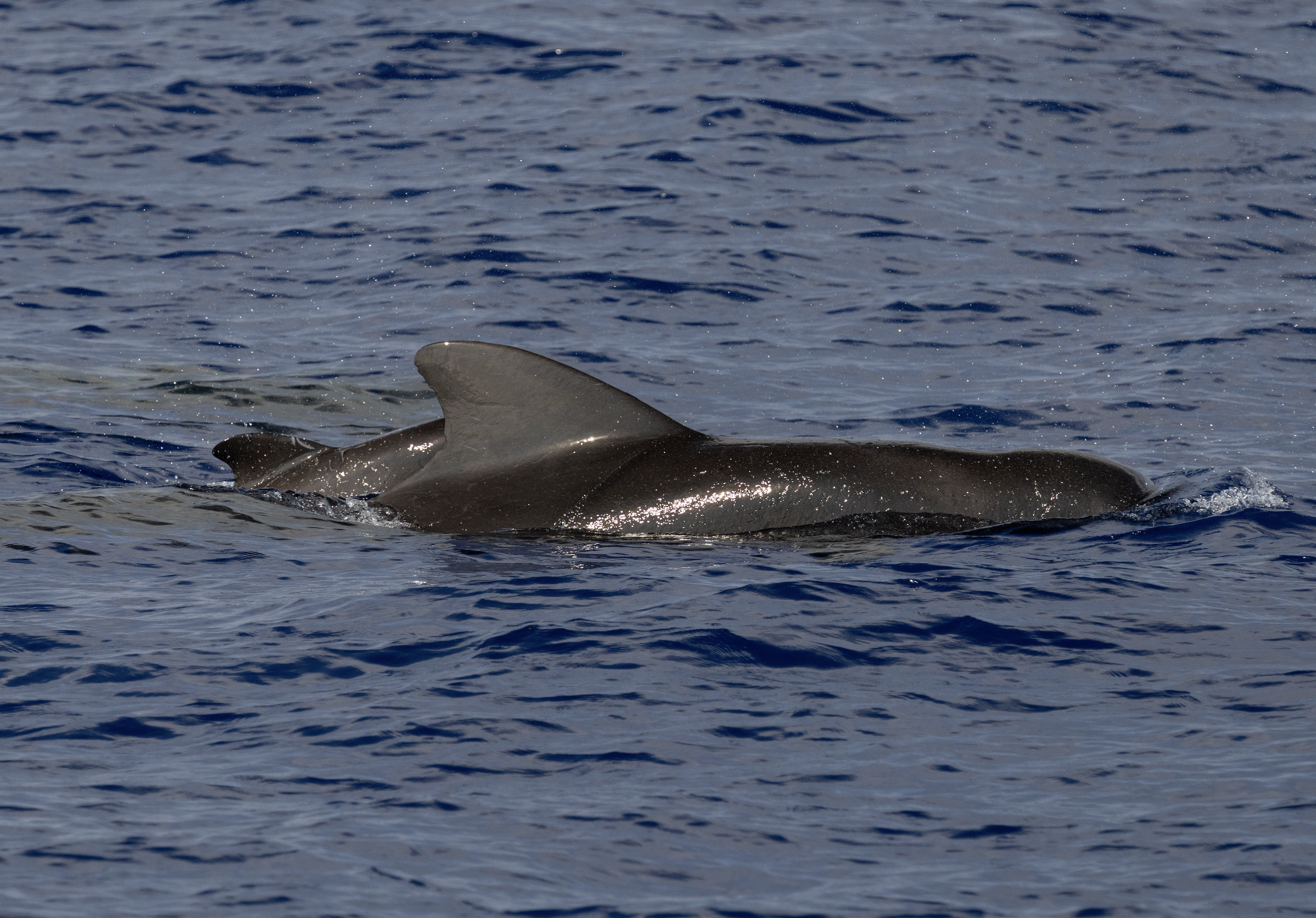 pilot whale summer
