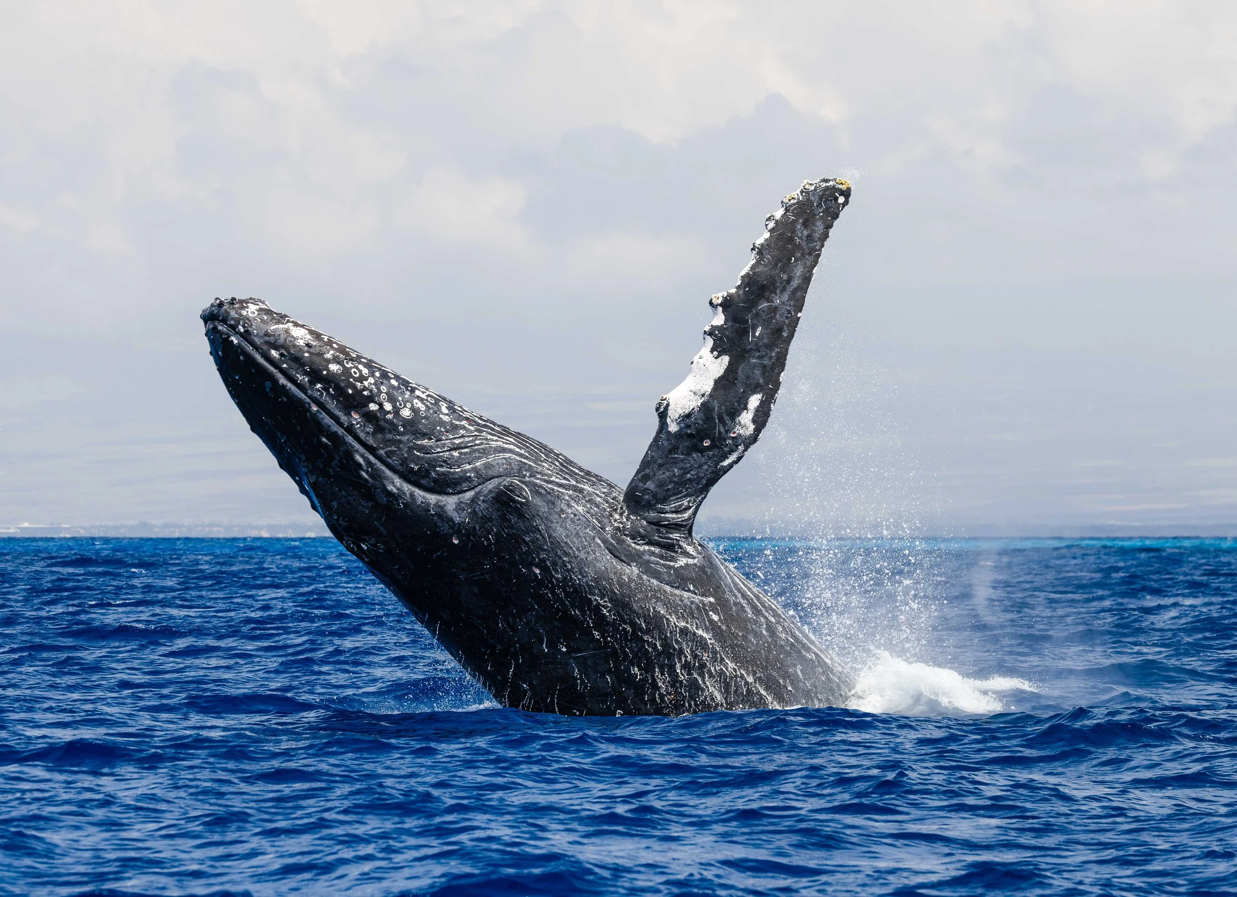 march humpback