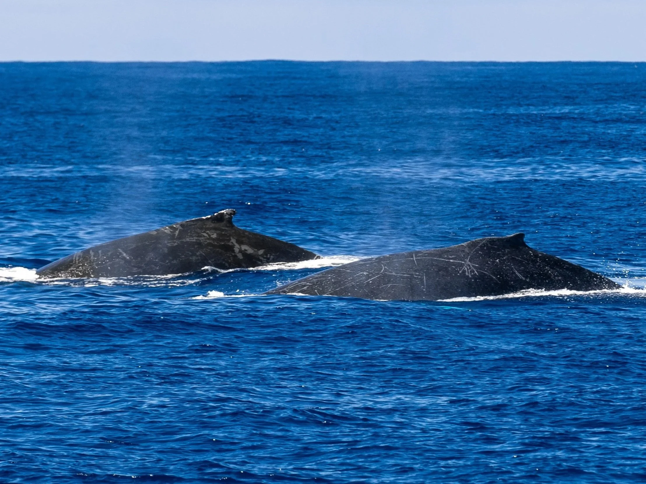 double whales