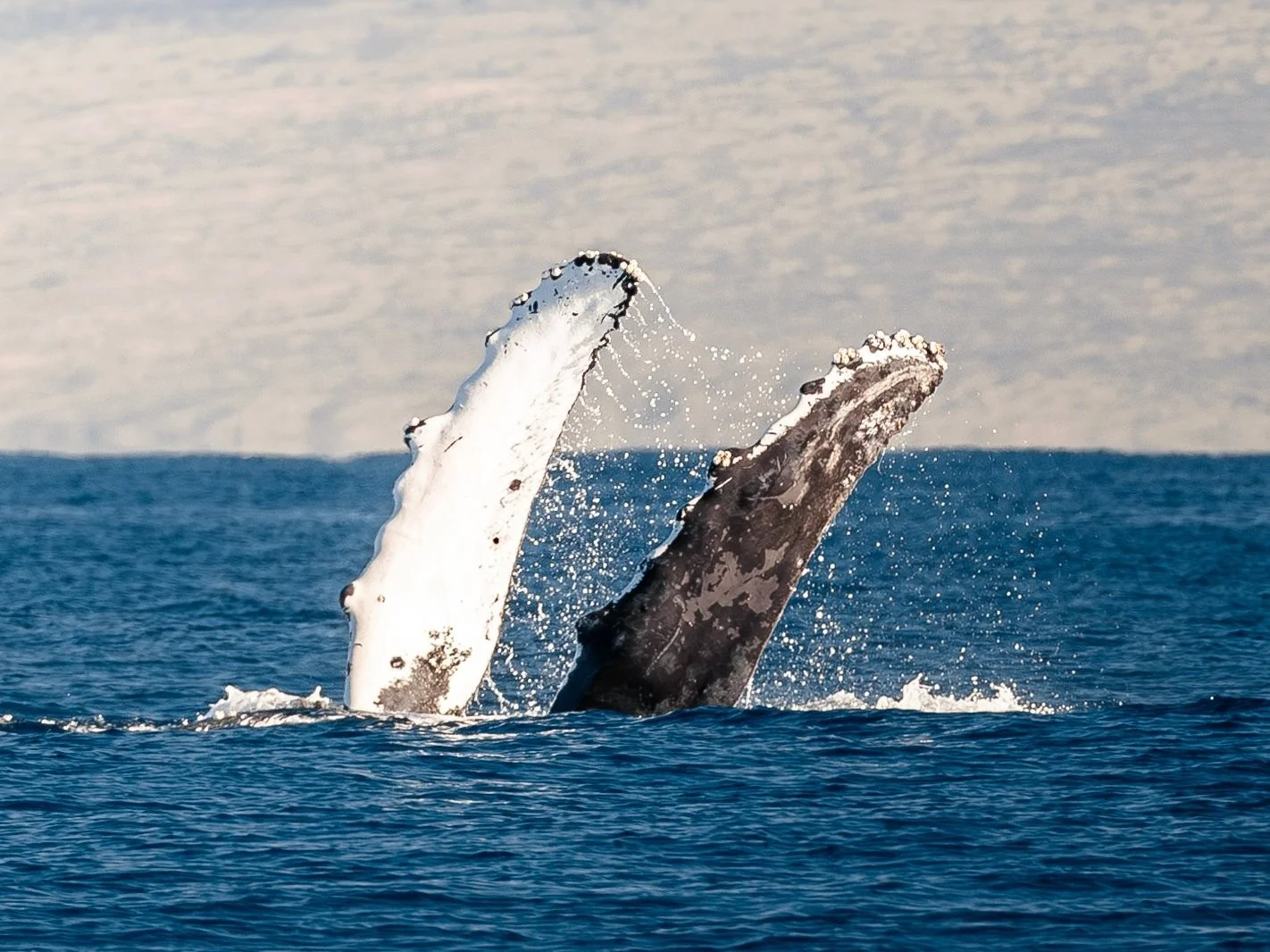 blainvilles beaked whale