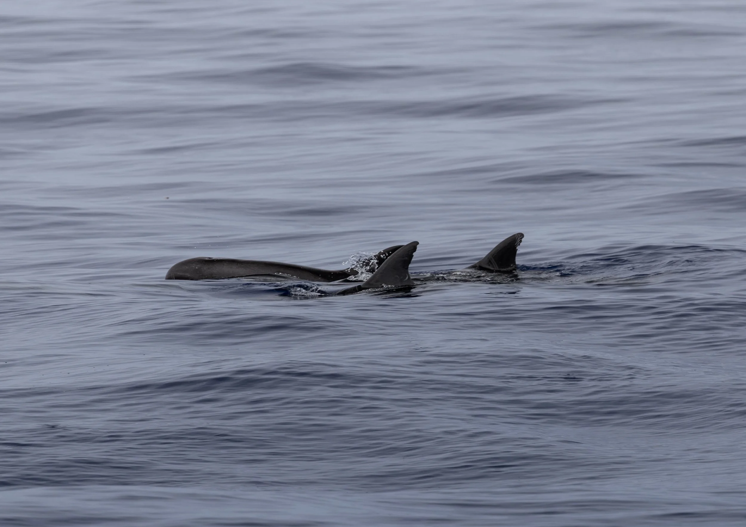 pelagic whale watching tour