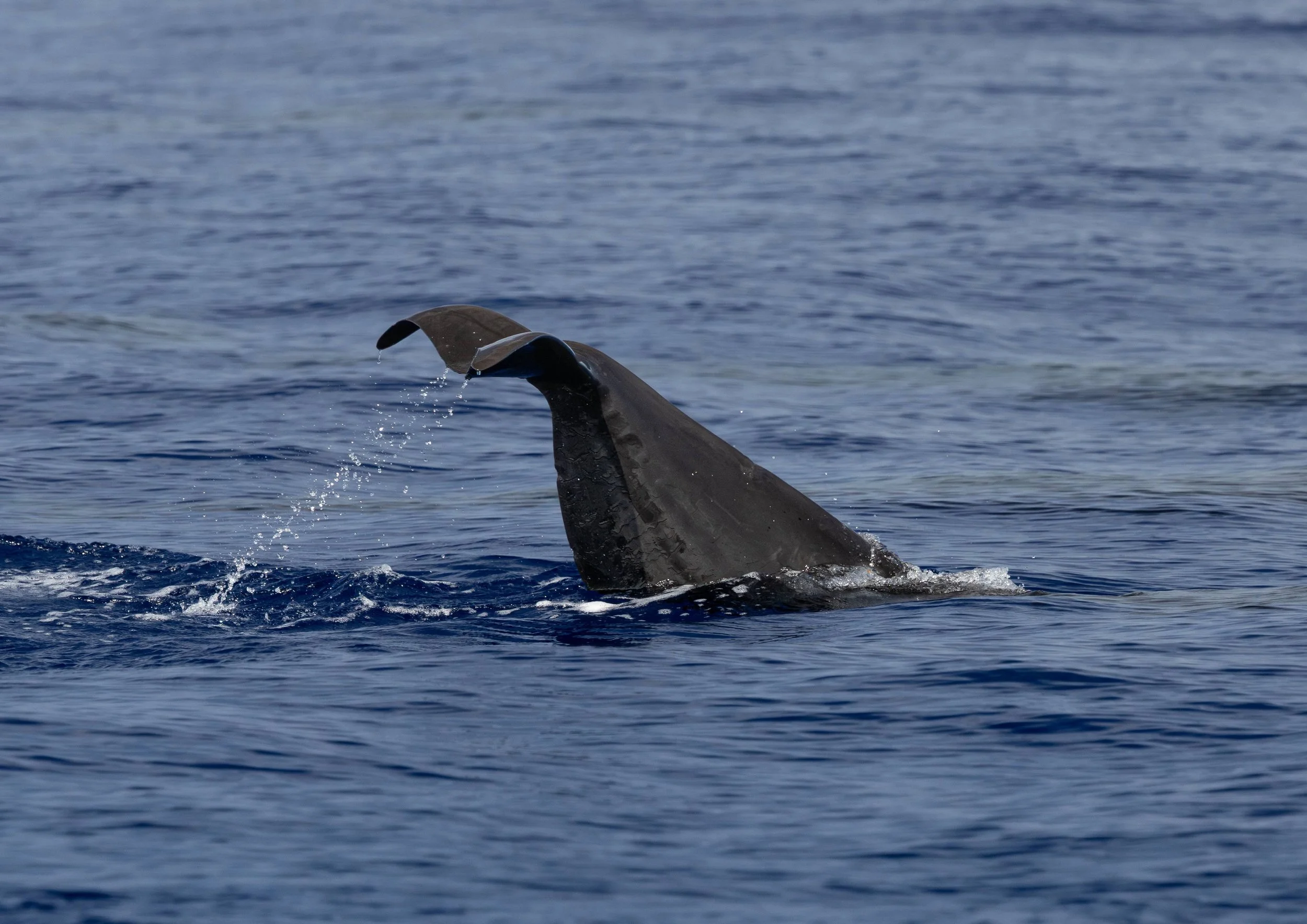 kona pelagic whale watching tour