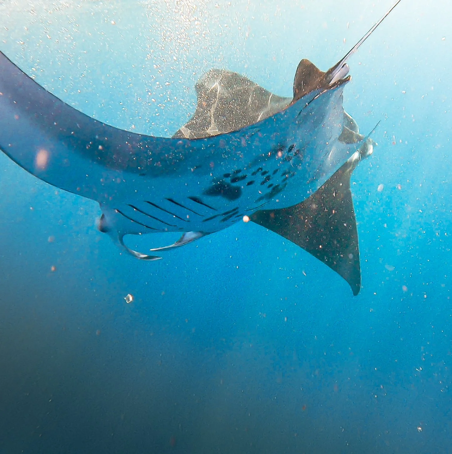 kona manta ray swimming underwater