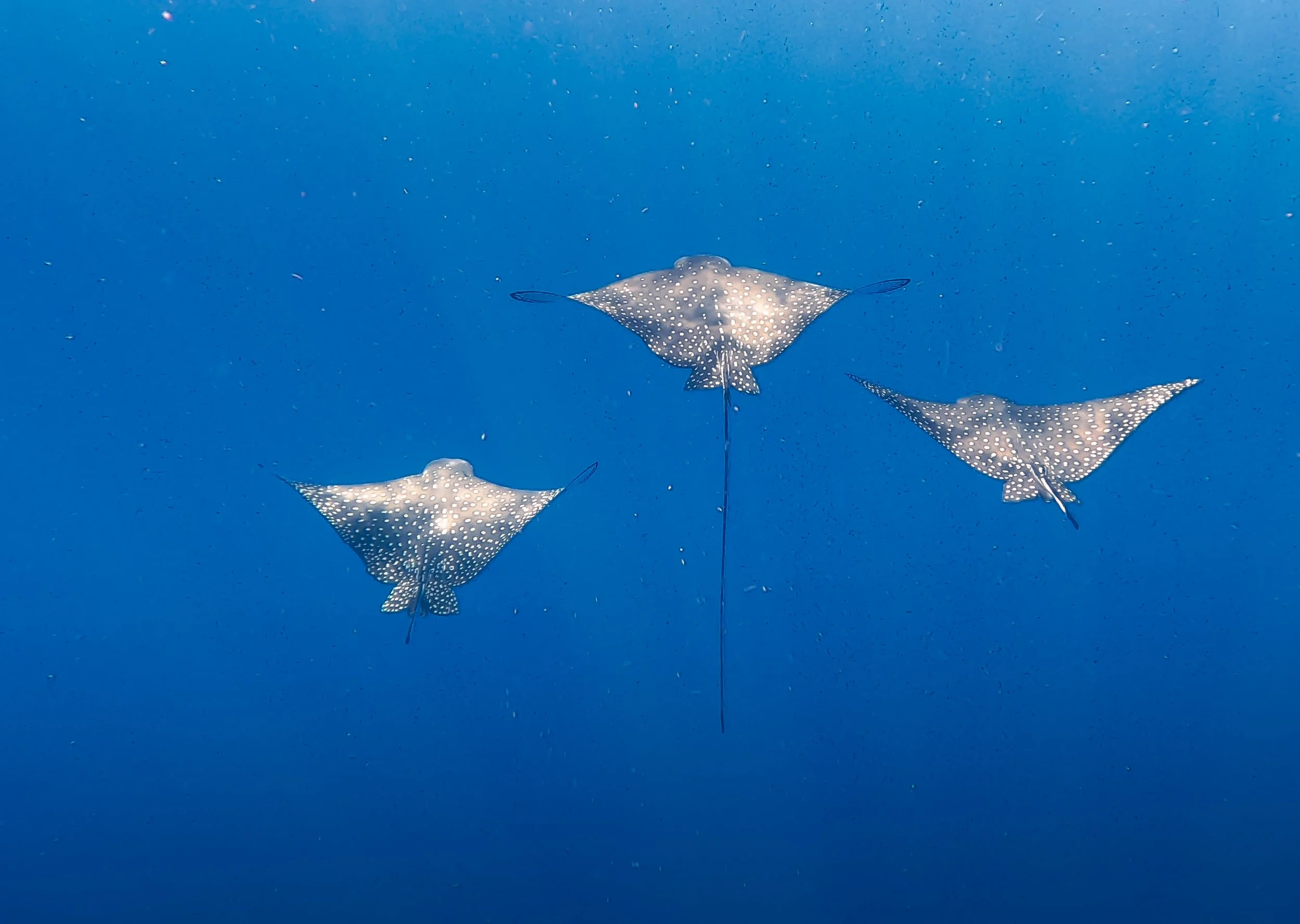 underwater eagle rays