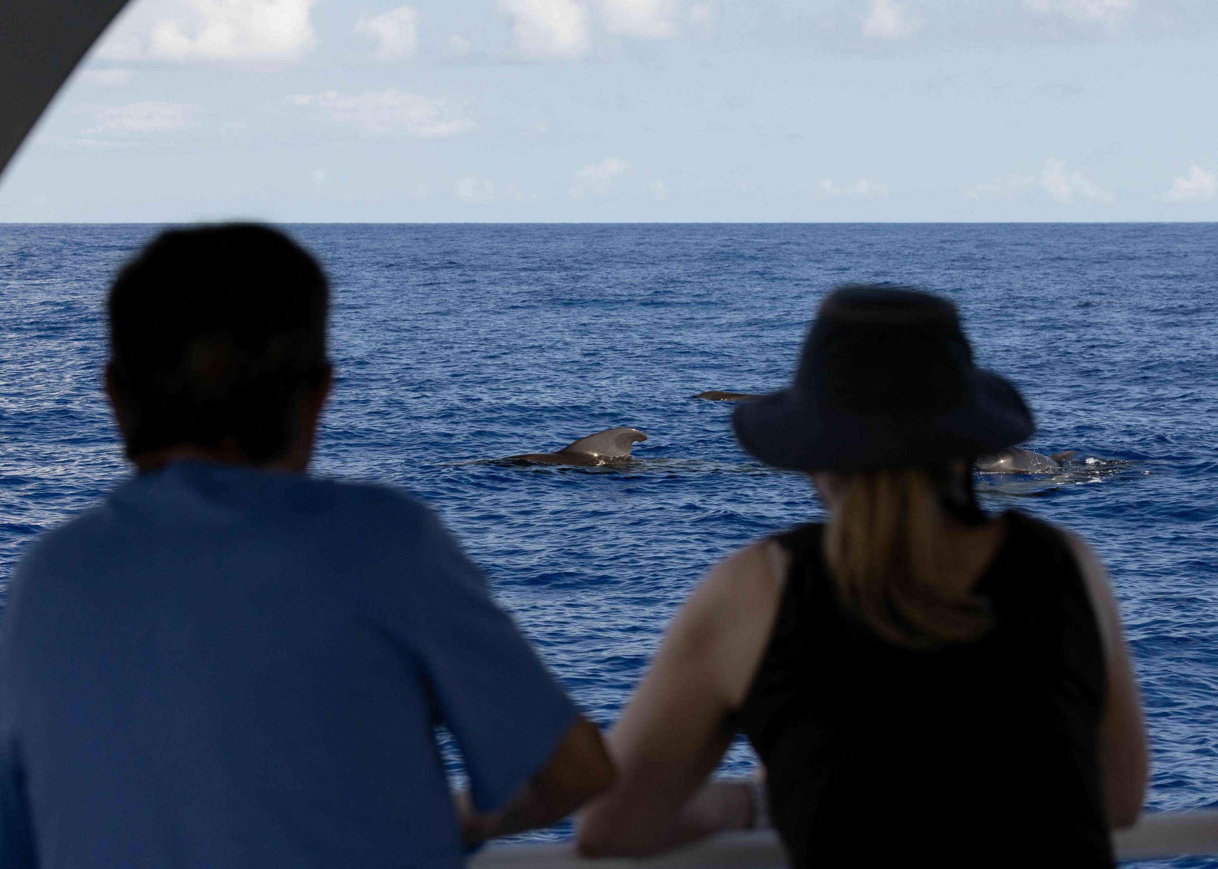 Whale &amp; Wildlife Report | Oct 30-Nov 1, 2025