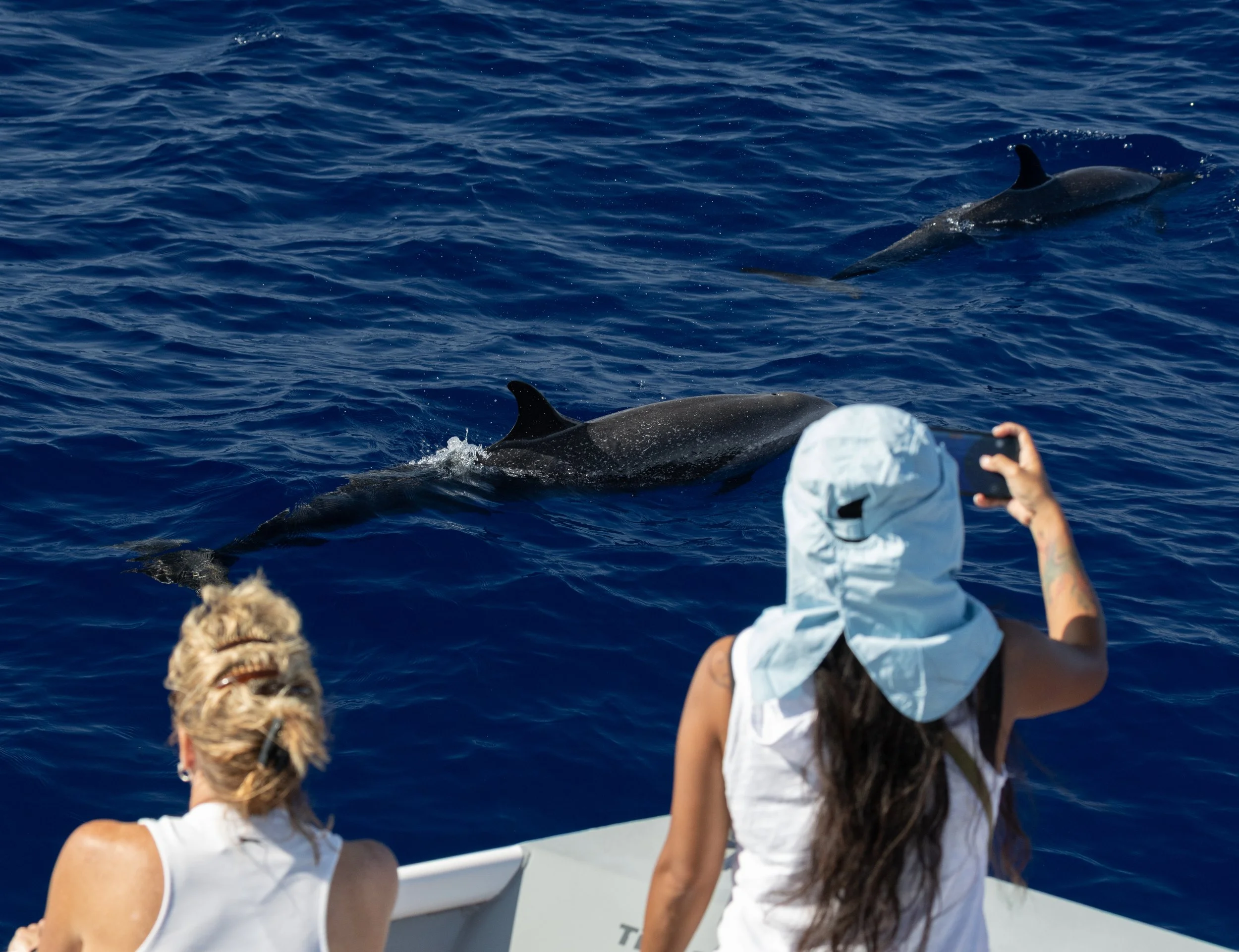 Whale &amp; Wildlife Report | Nov 9-15, 2025 