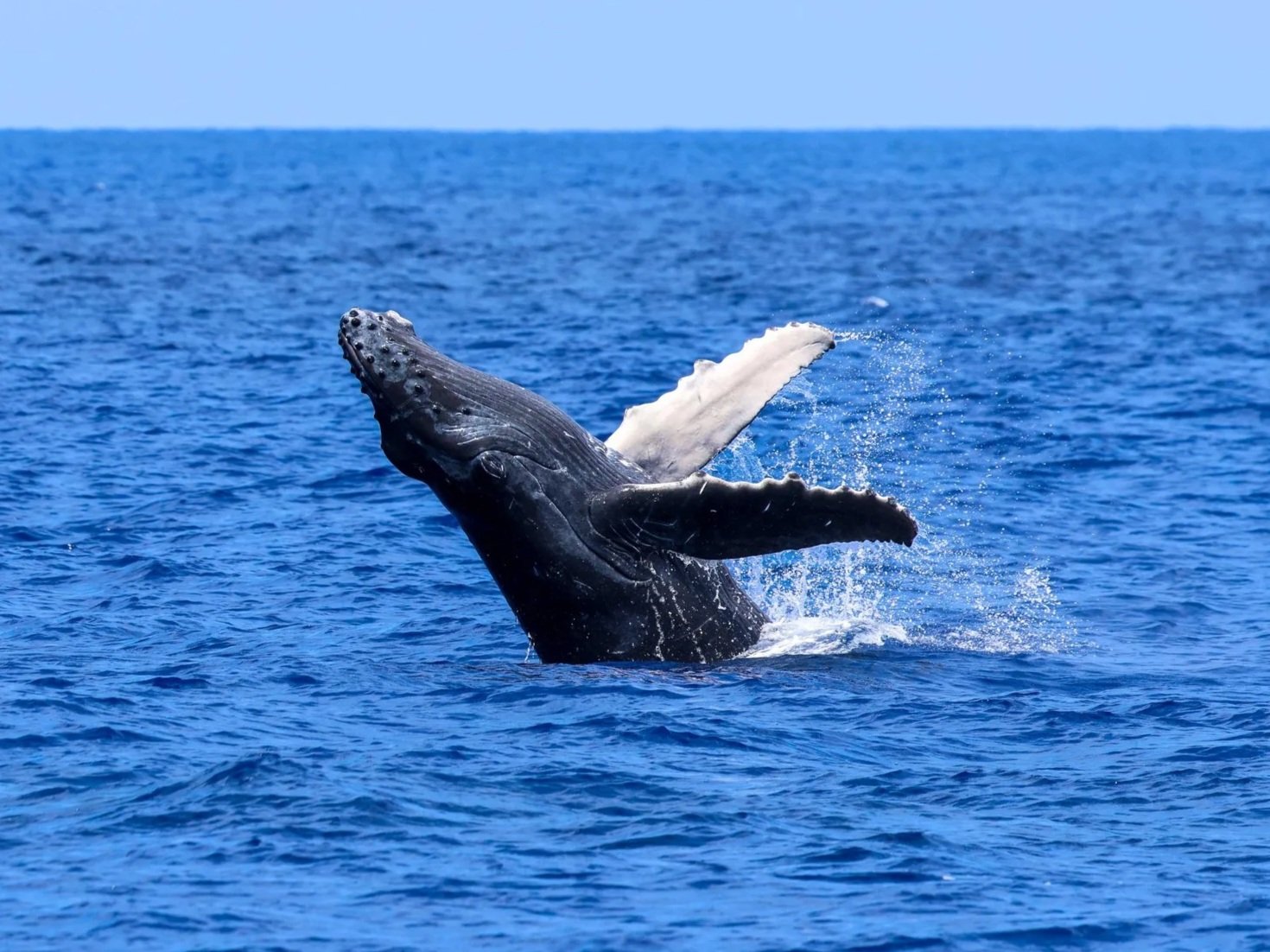 Whale &amp; Wildlife Report | Feb 23- March 1, 2025 