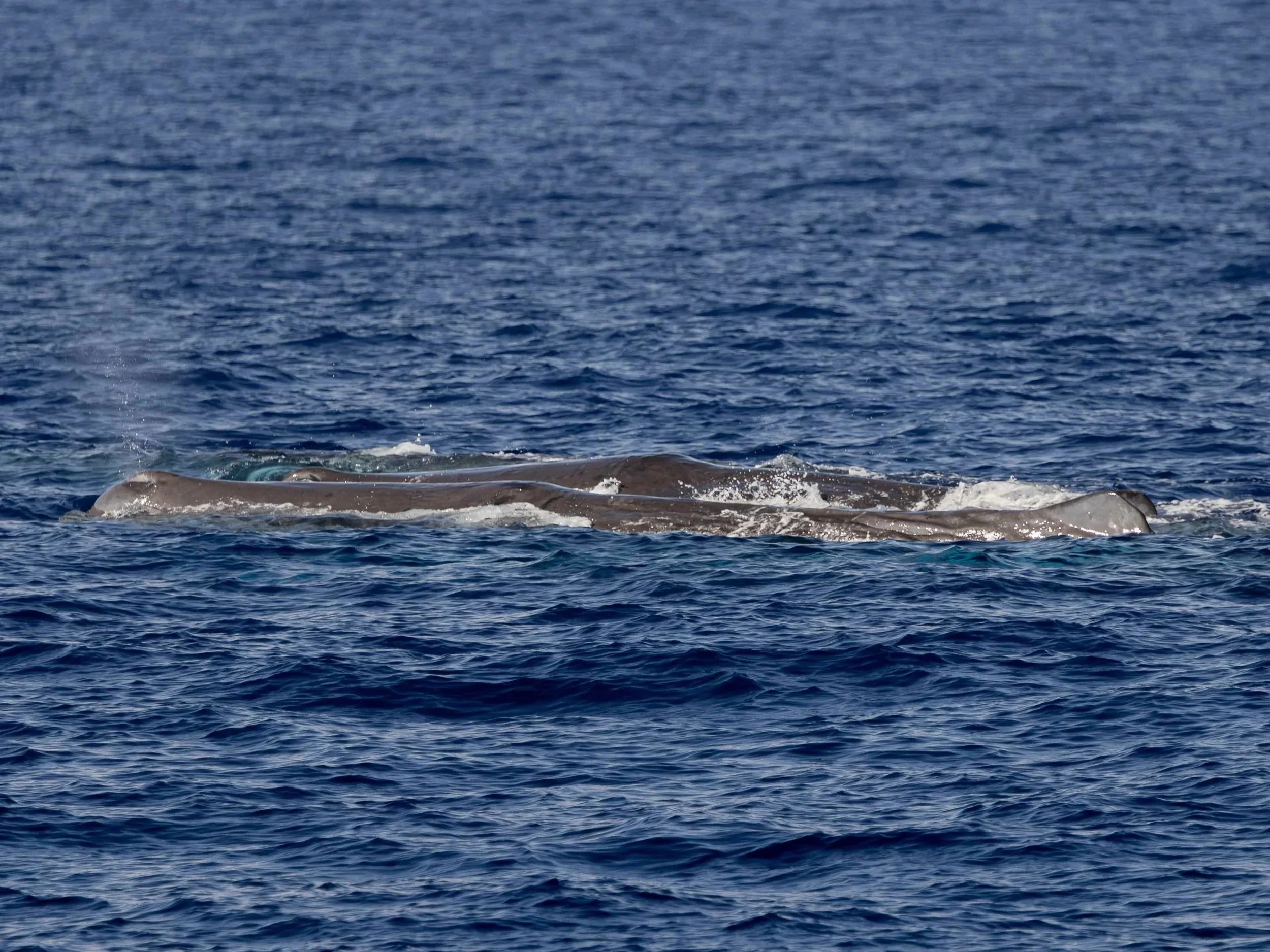 Whale &amp; Wildlife Report | Dec 7-13, 2025 