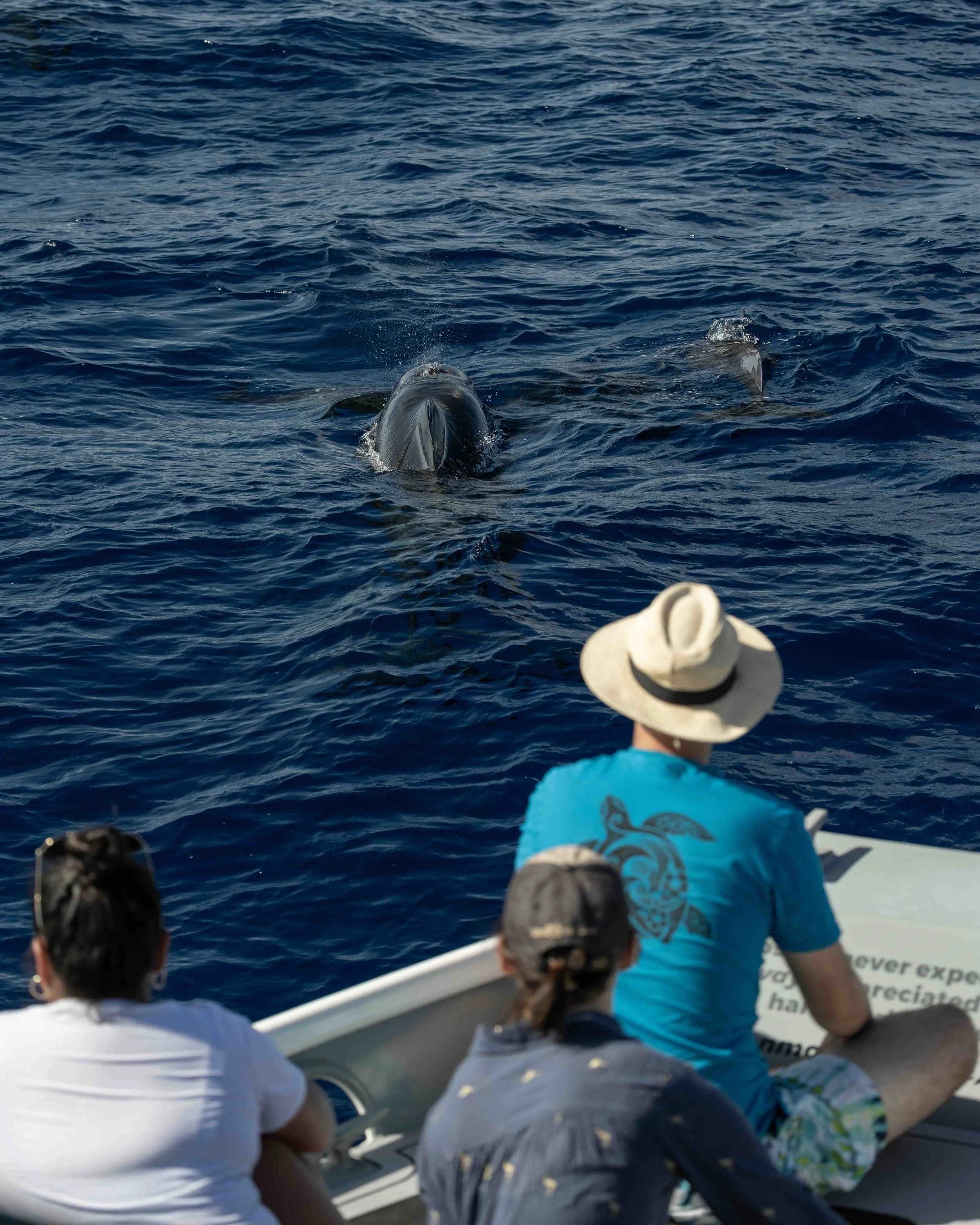 Pelagic Season Wrap-Up | 2025