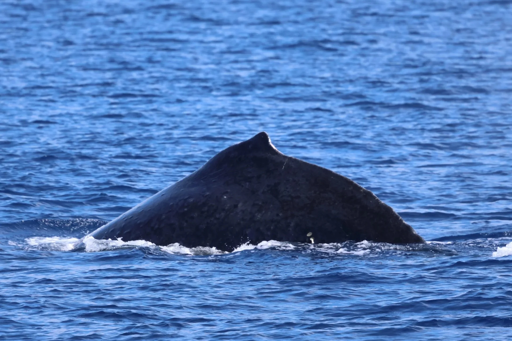 Whale &amp; Wildlife Report | Dec 21-27, 2025 
