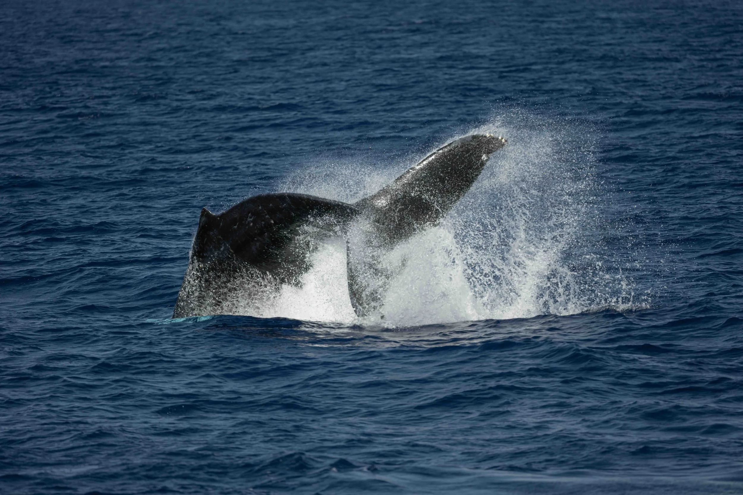 Whale &amp; Wildlife Report | Jan 4-10, 2026 