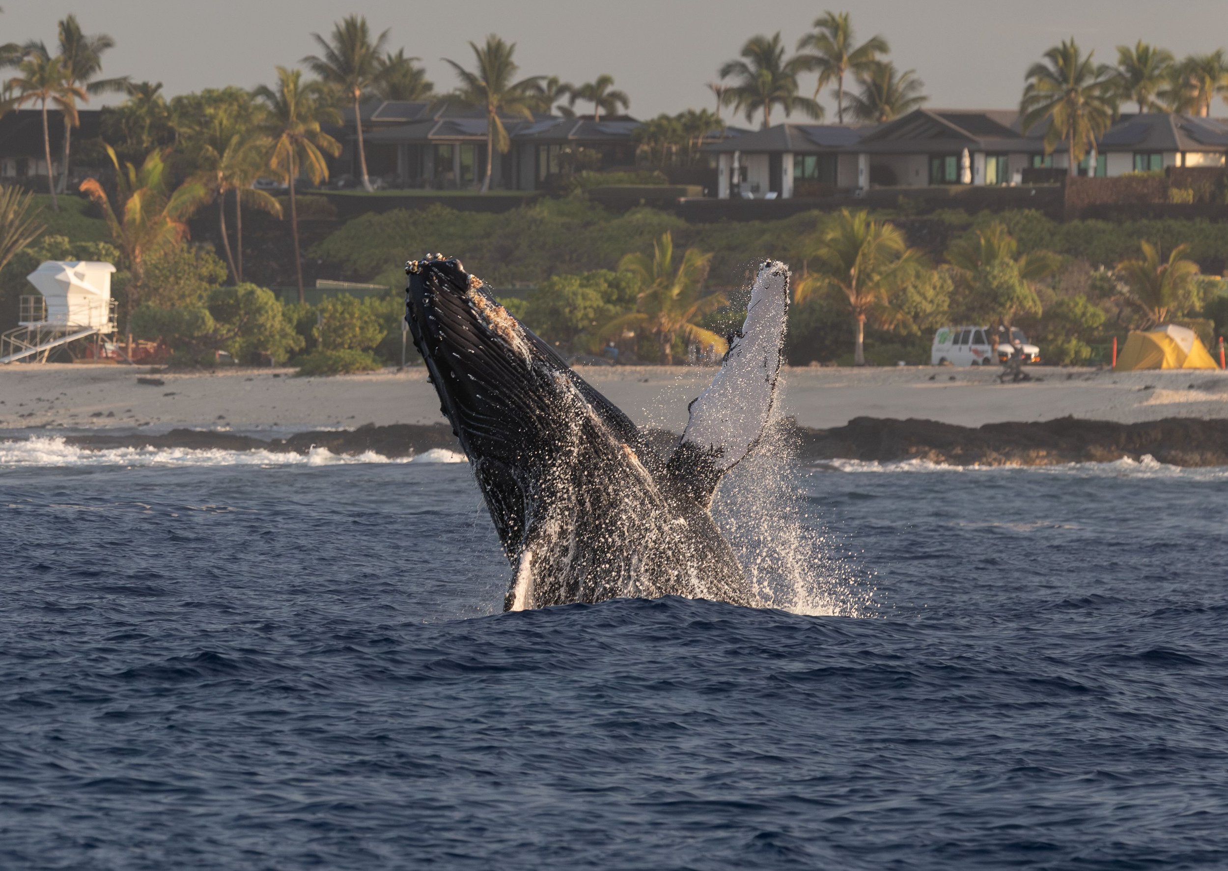Whale &amp; Wildlife Report | Jan 11-17, 2026 