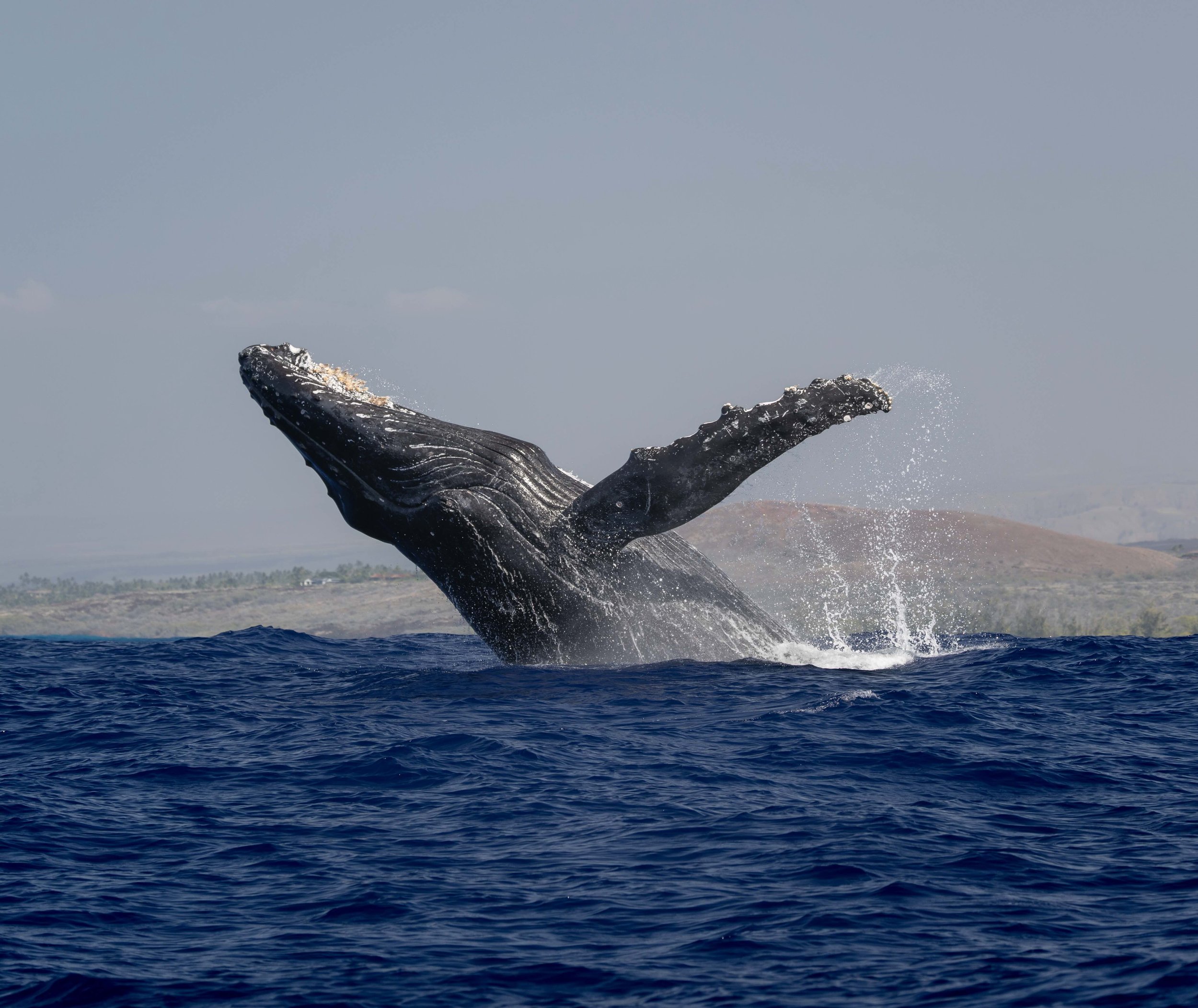 Whale &amp; Wildlife Report | Feb 1-7, 2026