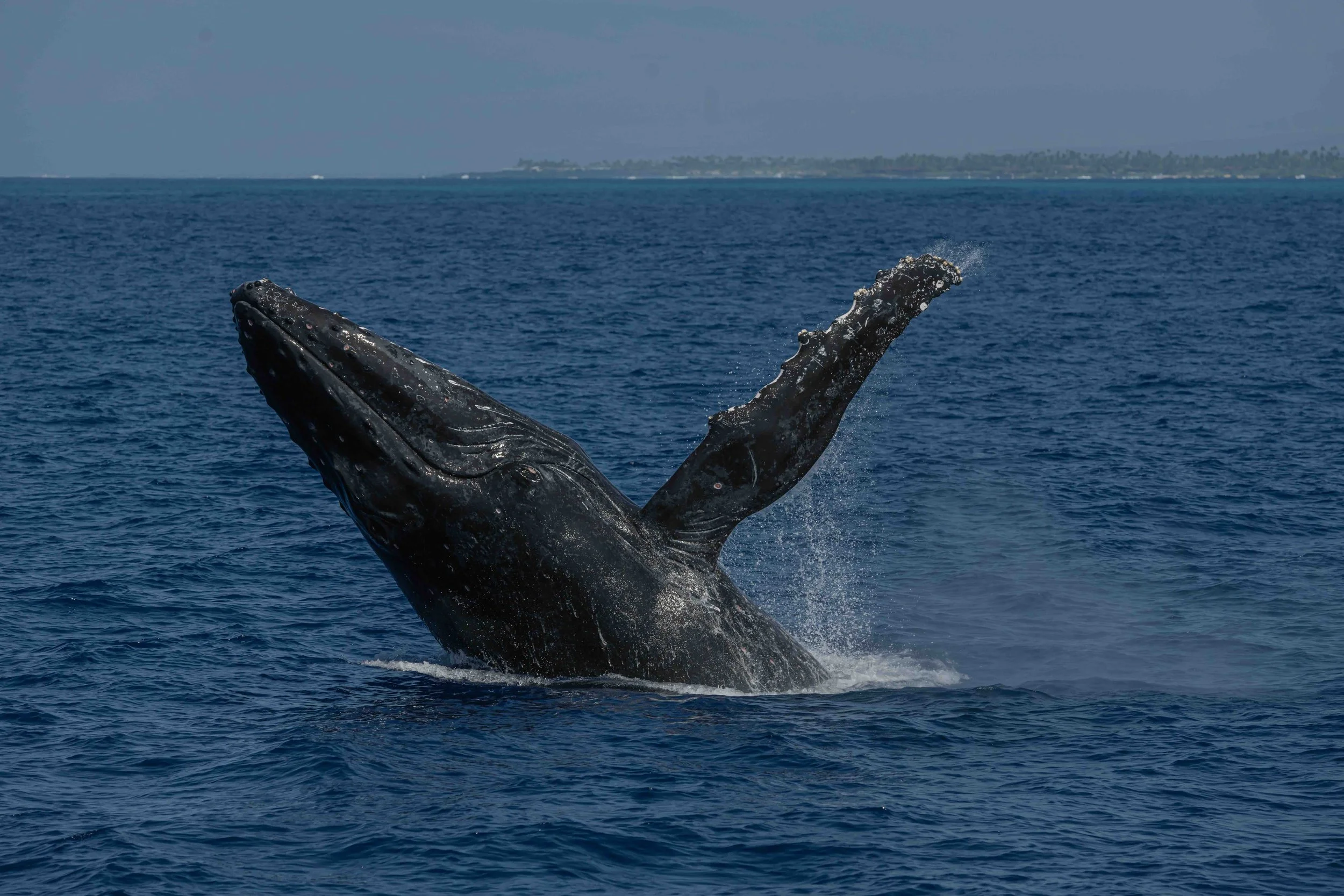 Whale &amp; Wildlife Report | Feb 15-21, 2026 