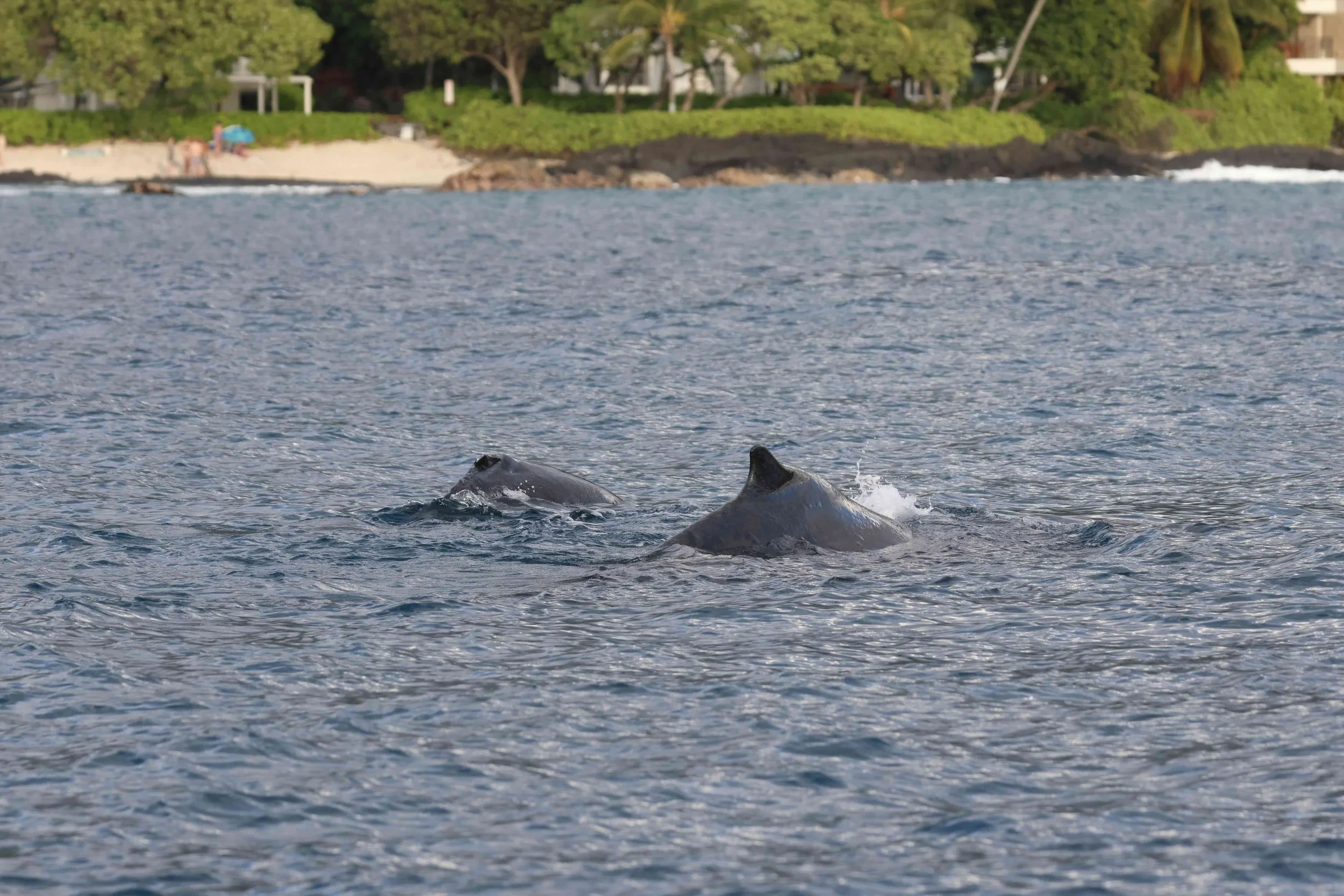 Whale &amp; Wildlife Report | March 1-7, 2026