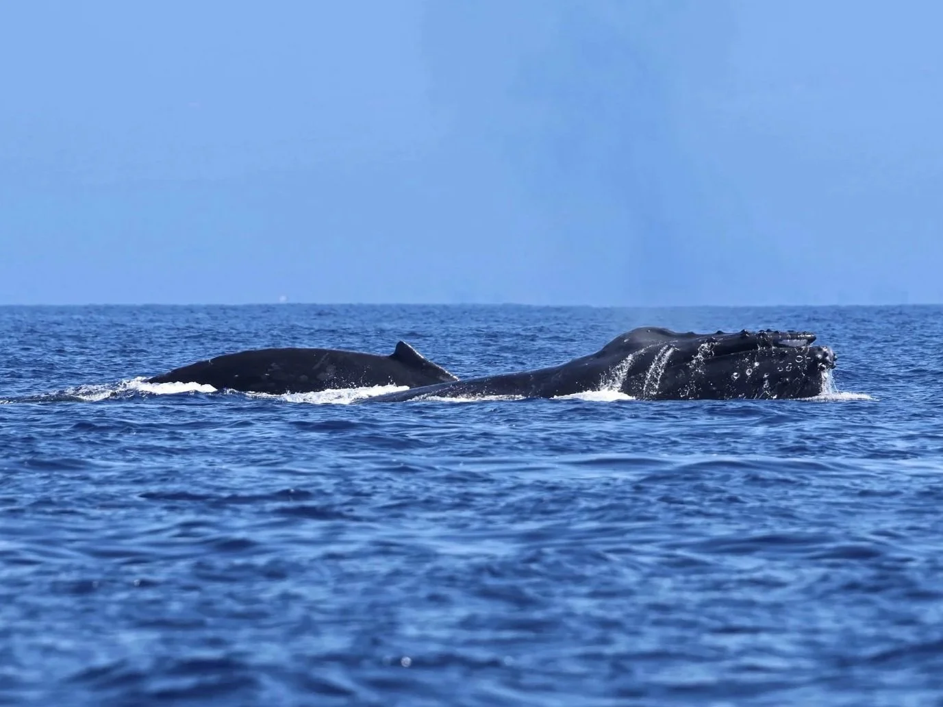 Whale &amp; Wildlife Report | March 15-21, 2026