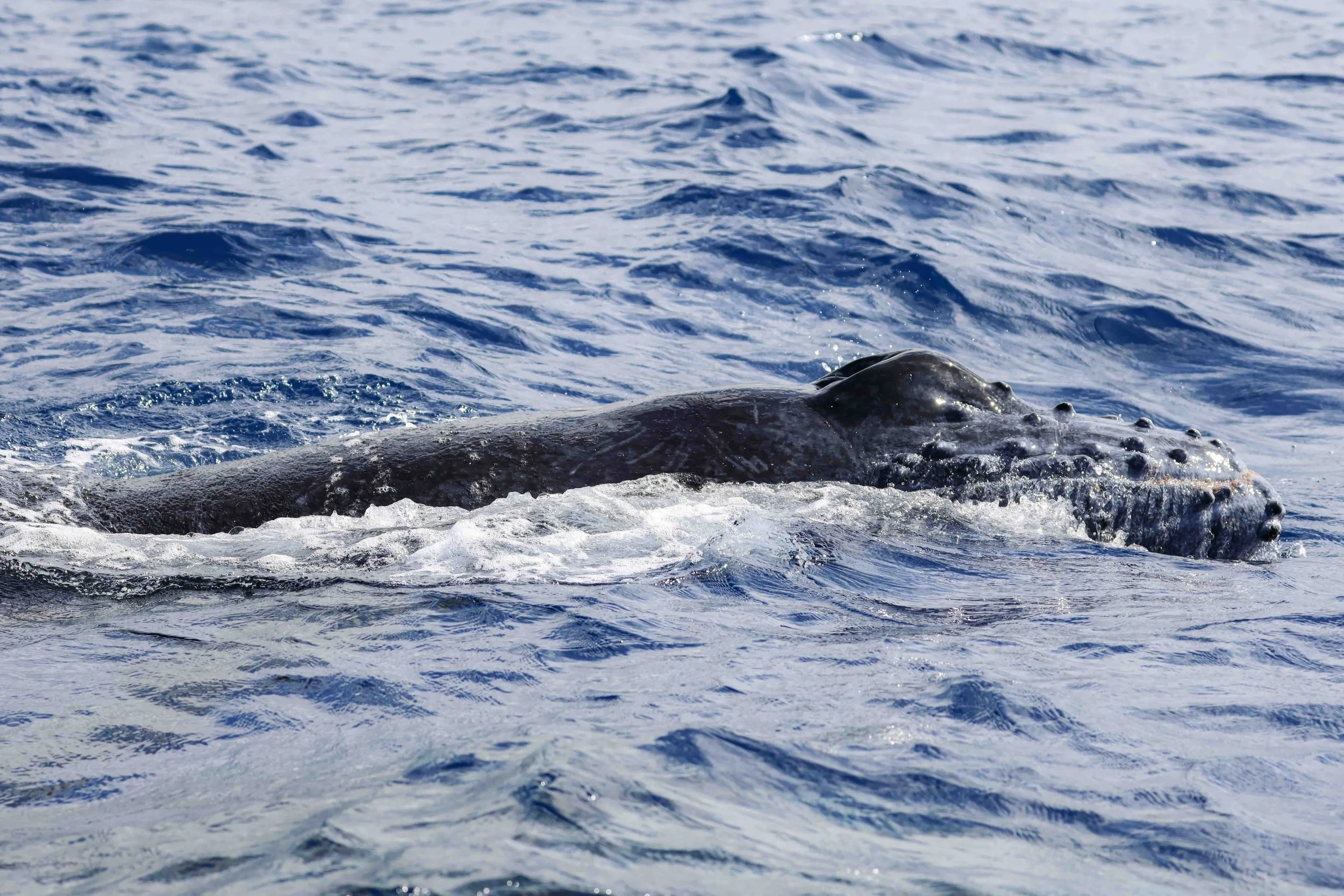 Whale &amp; Wildlife Report | March 22-28, 2026