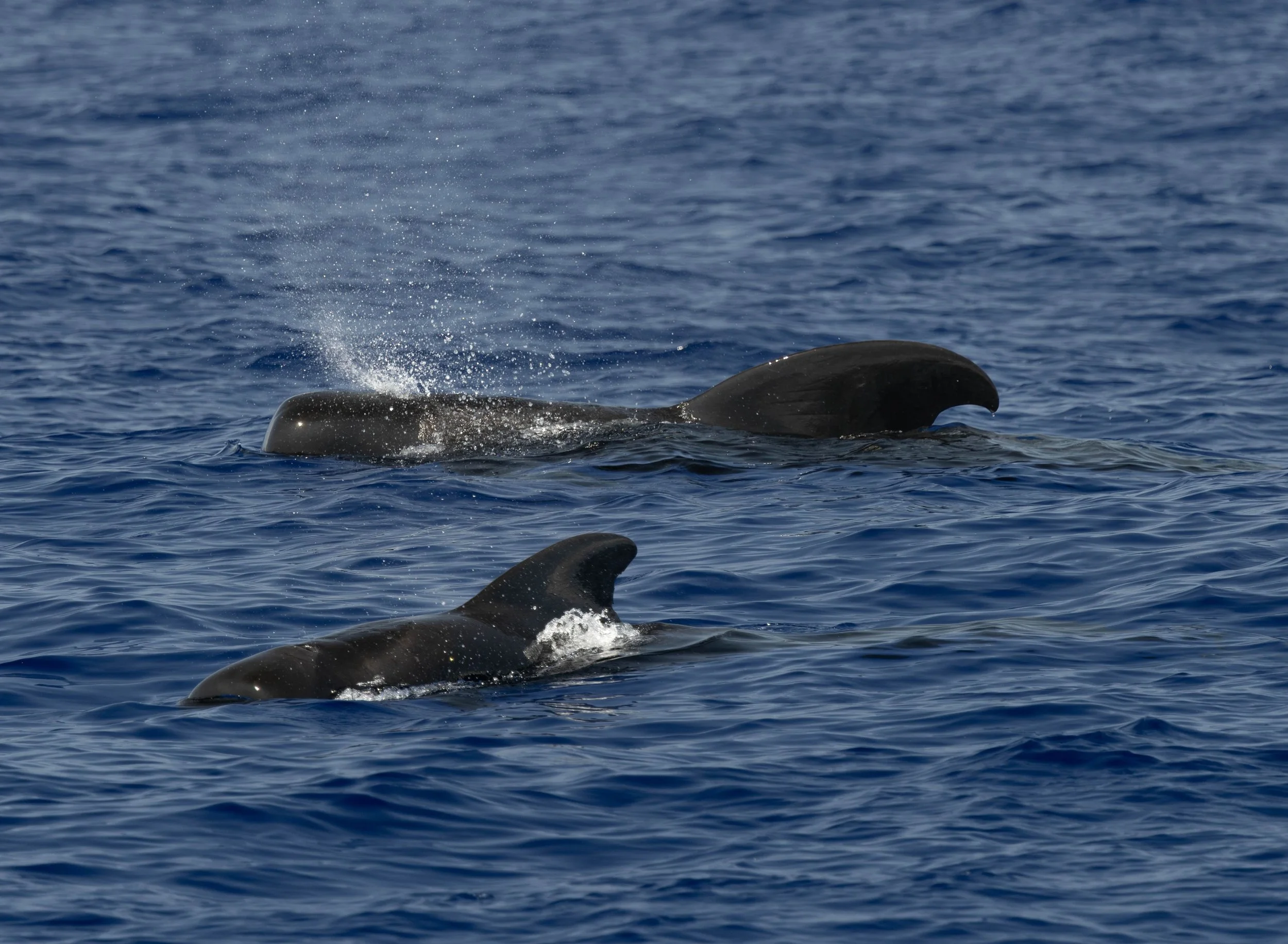 Whale &amp; Wildlife Report | March 29-April 4, 2026