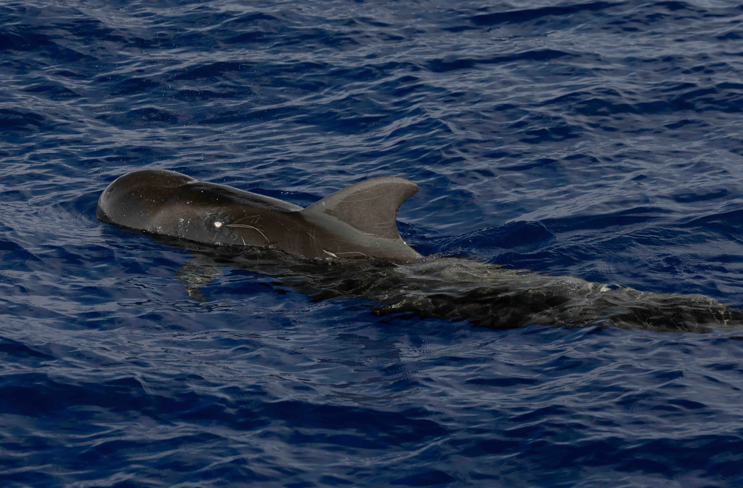 Whale &amp; Wildlife Report | April 5-11, 2026 