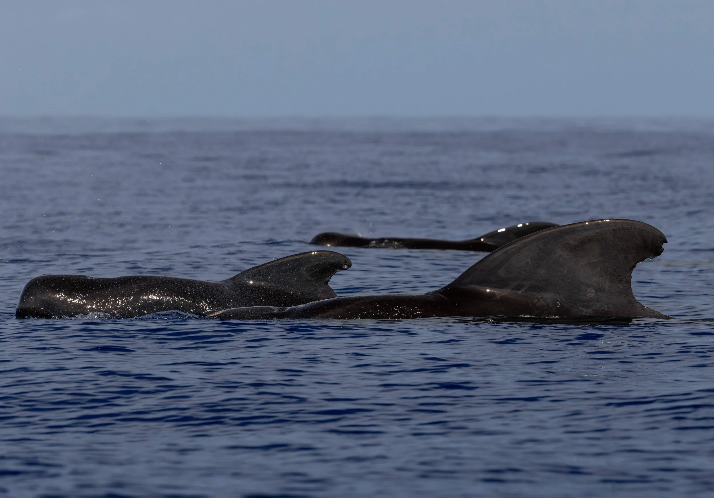 Whale &amp; Wildlife Report | May 10-23, 2026