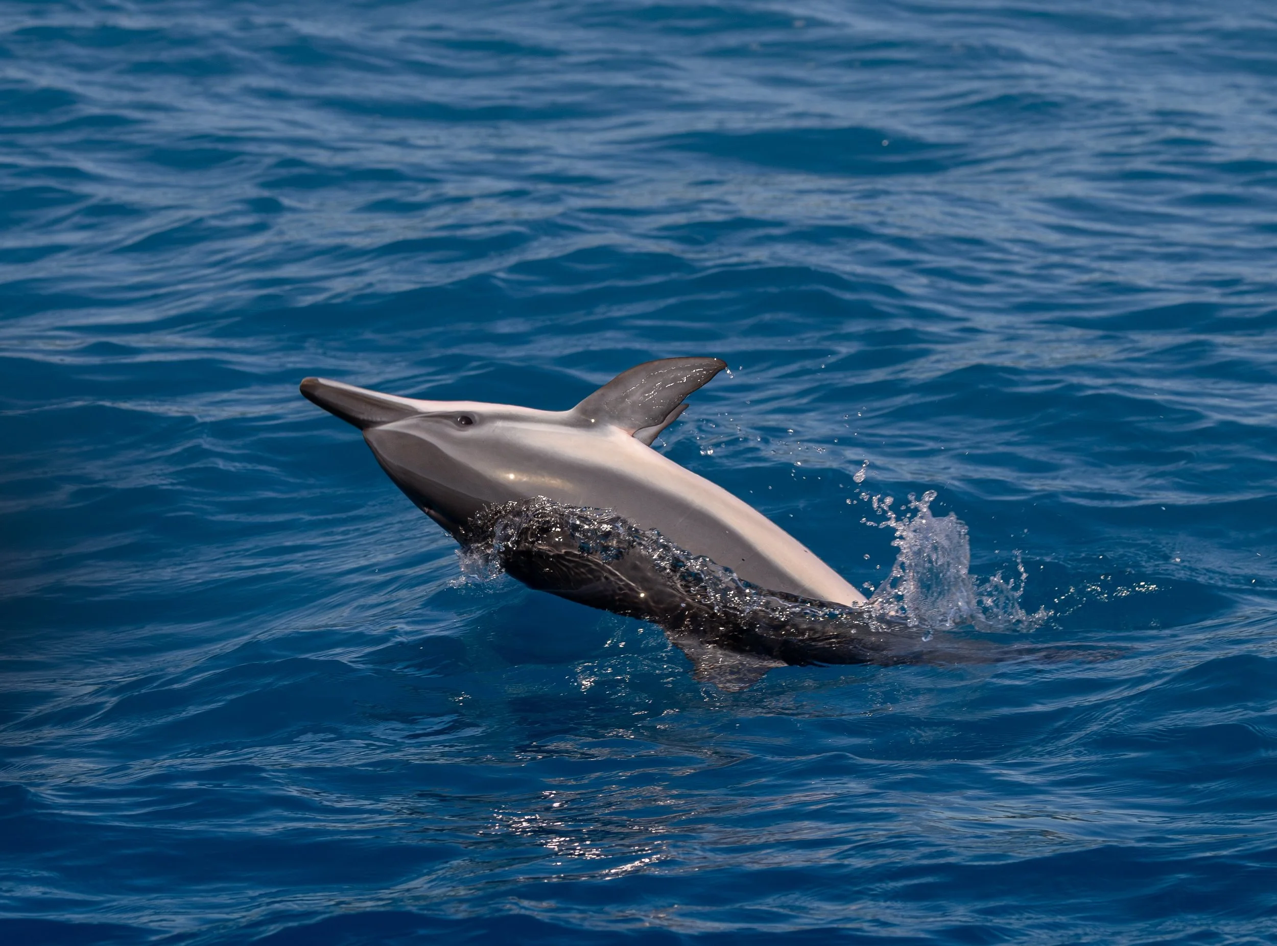 Whale &amp; Wildlife Report | May 31- June 6, 2026