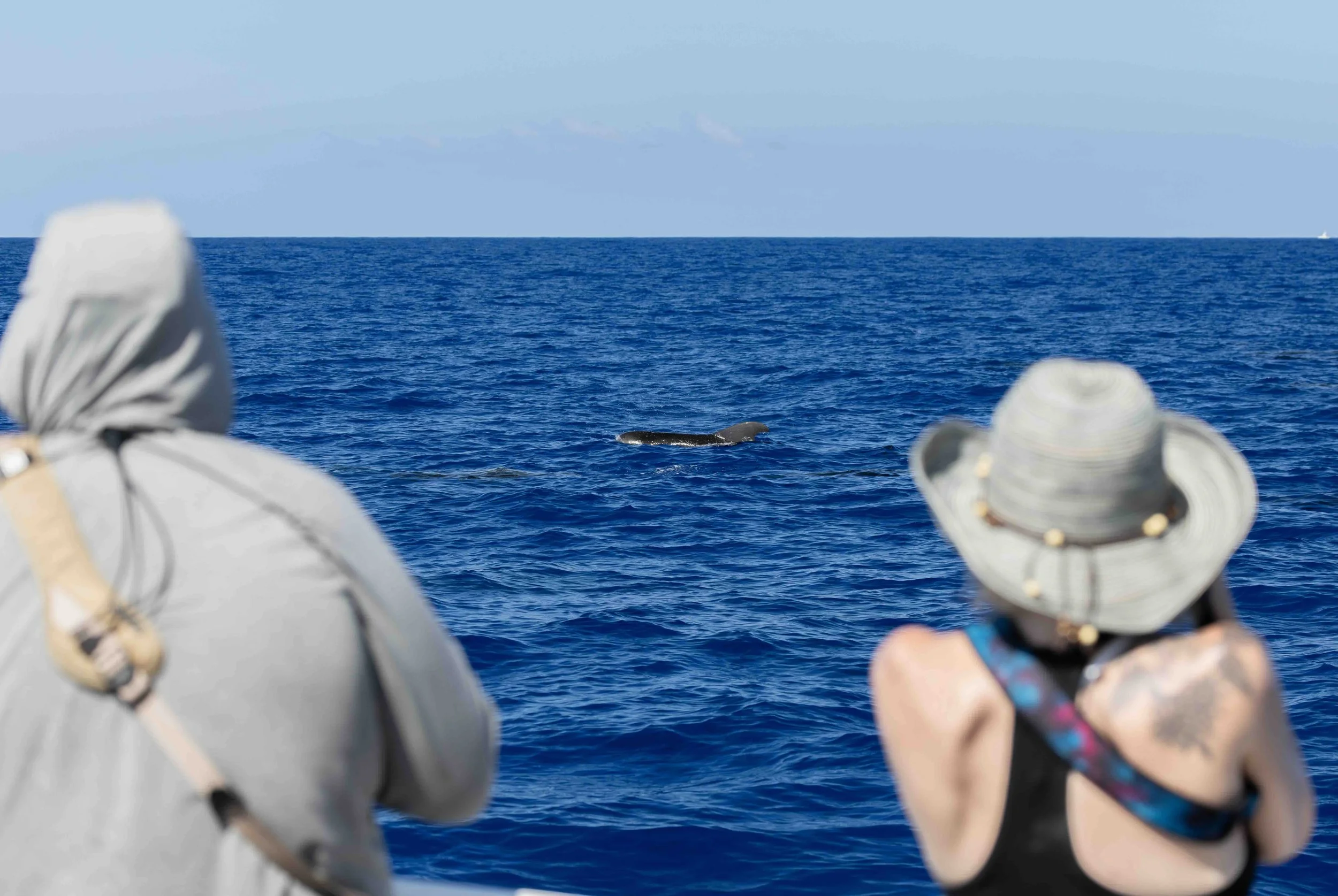 Whale &amp; Wildlife Report | June 21-27, 2026