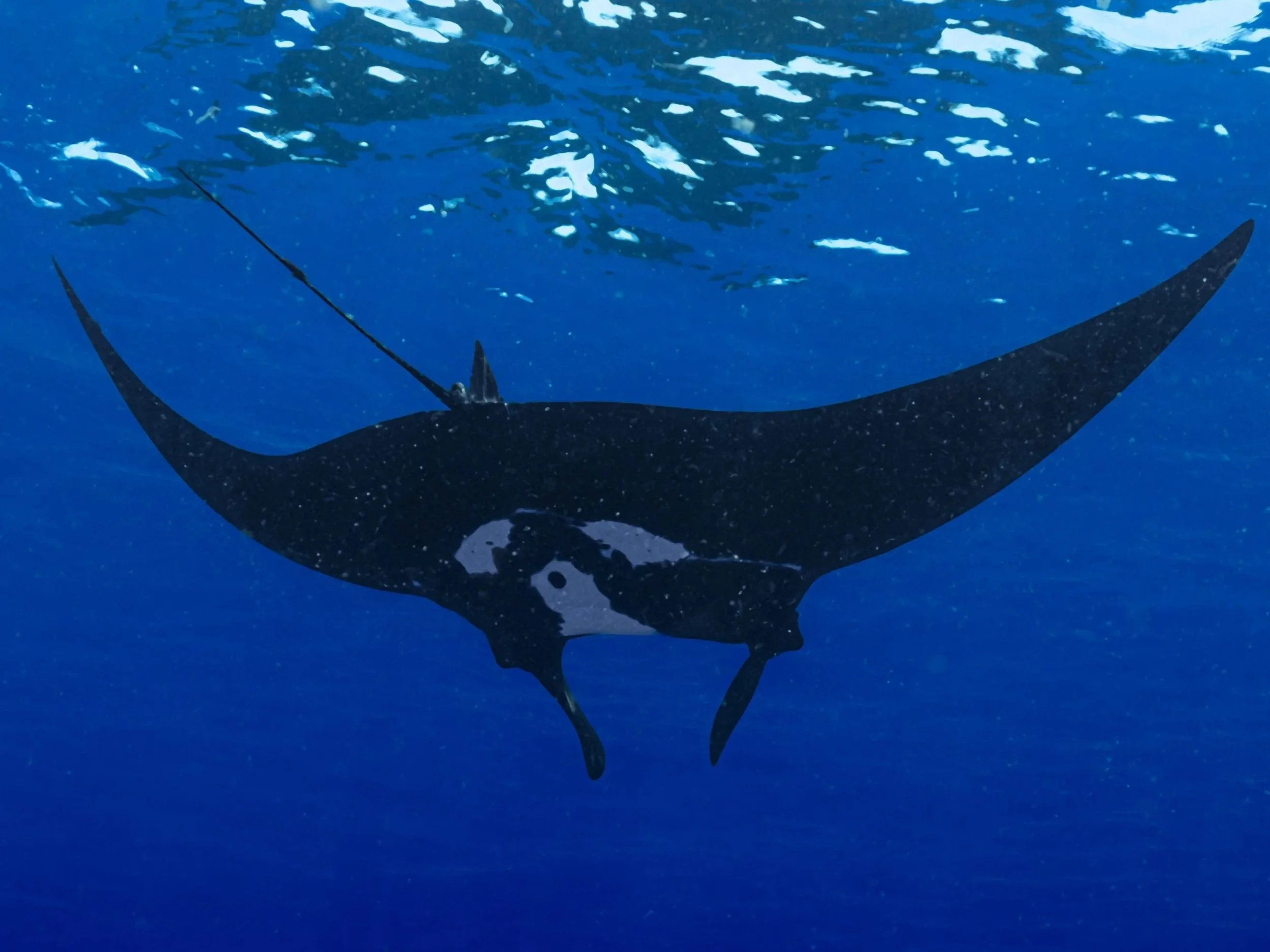 Whale &amp; Wildlife Report | July 5-11, 2026