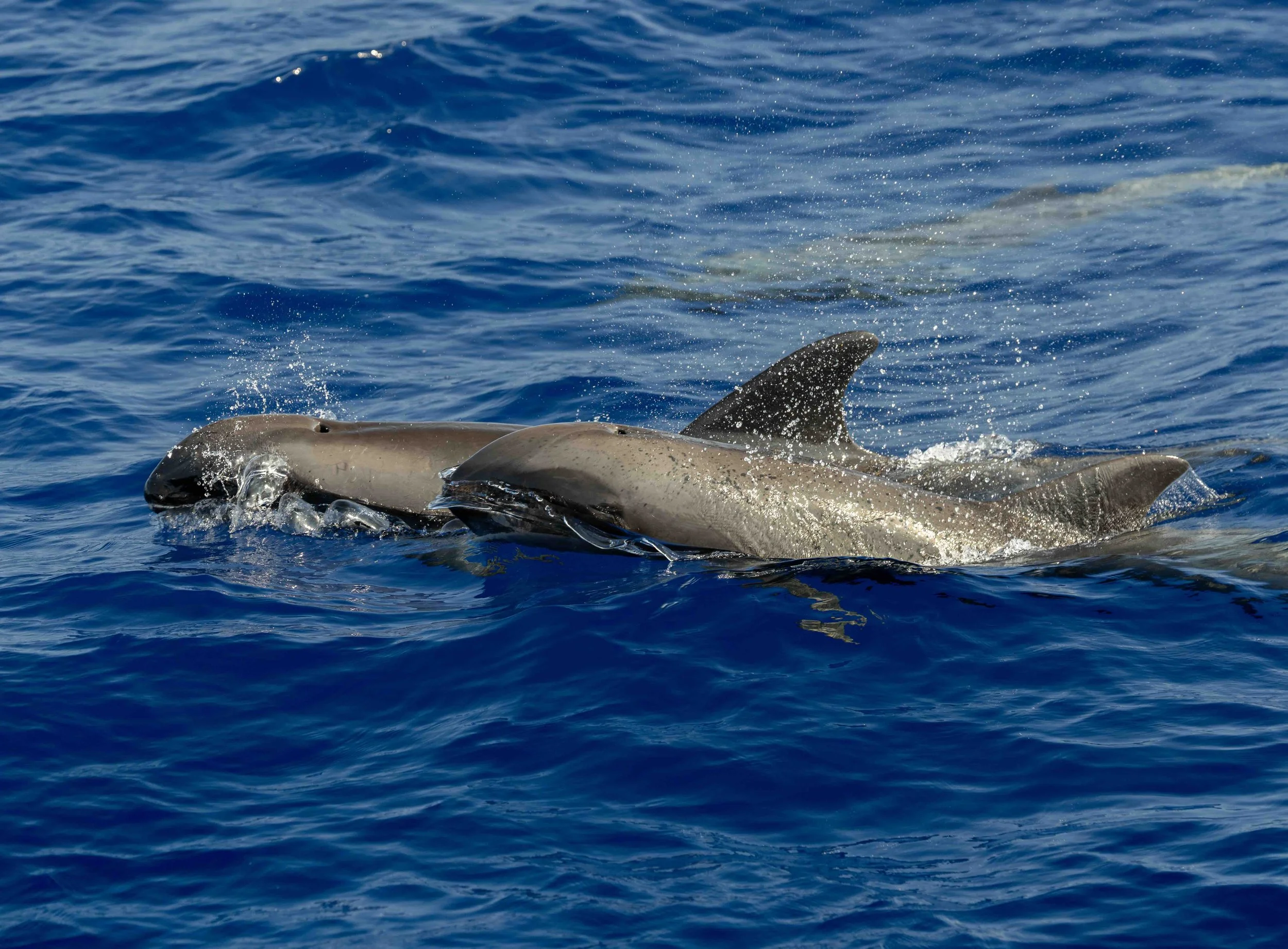 Whale &amp; Wildlife Report | Sept 27-Oct 3, 2026 