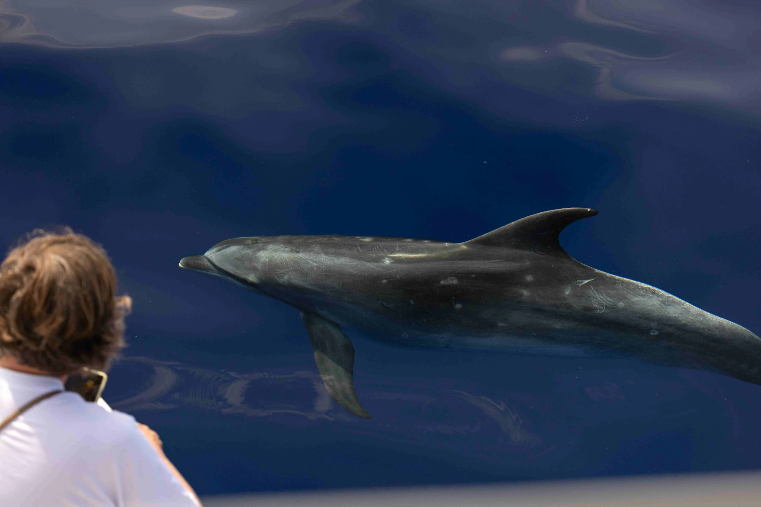 Whale &amp; Wildlife Report | October 4-10, 2026