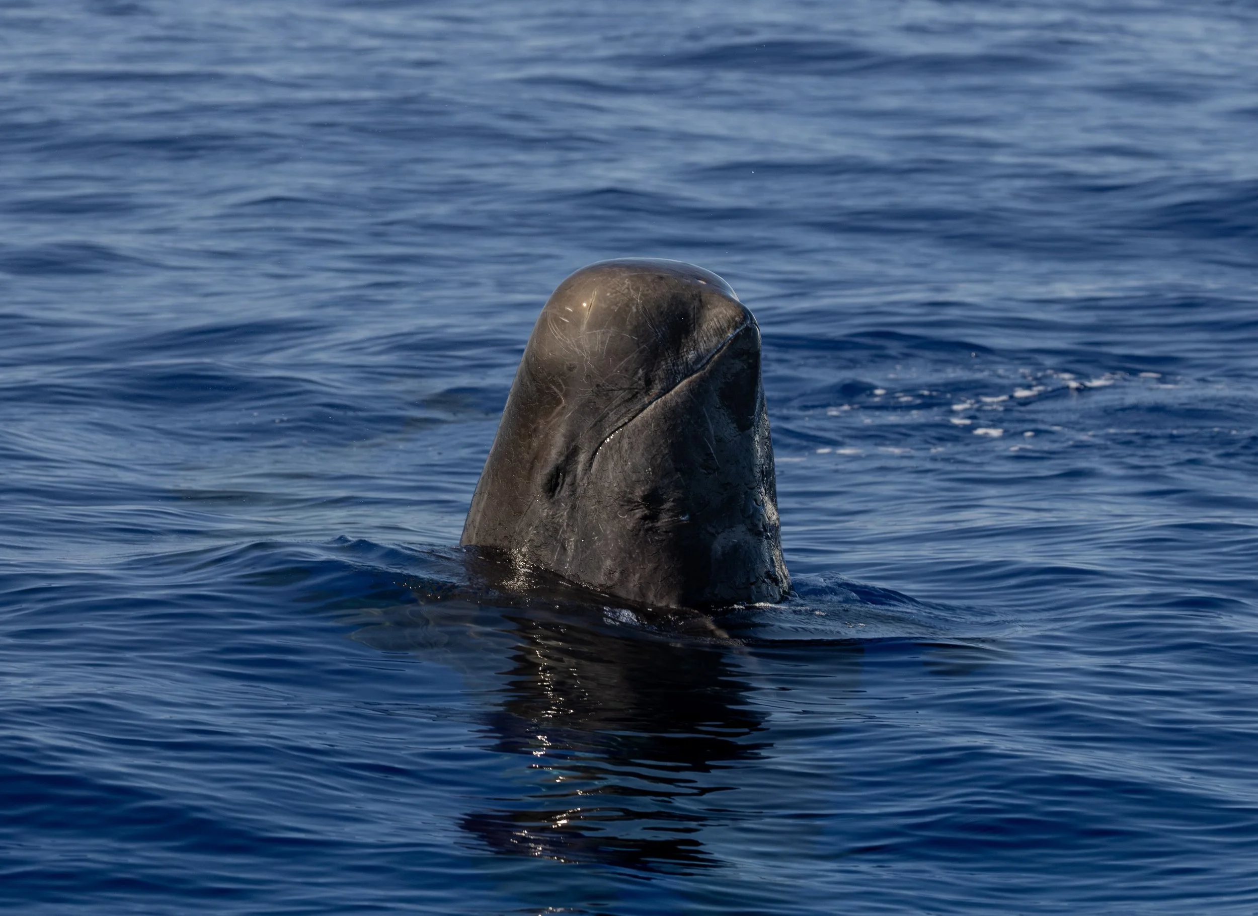 october whales