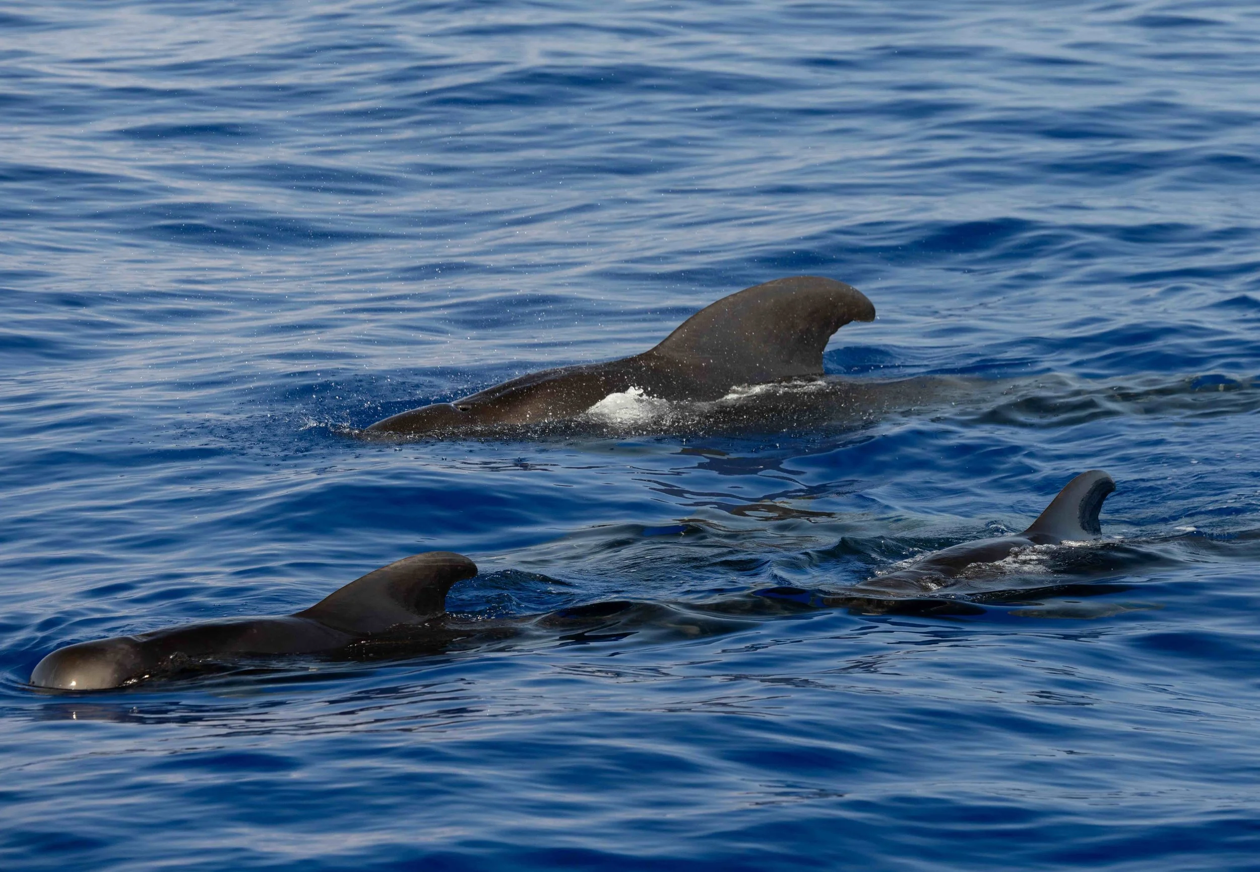 Whale &amp; Wildlife Report | October 18-24, 2026 