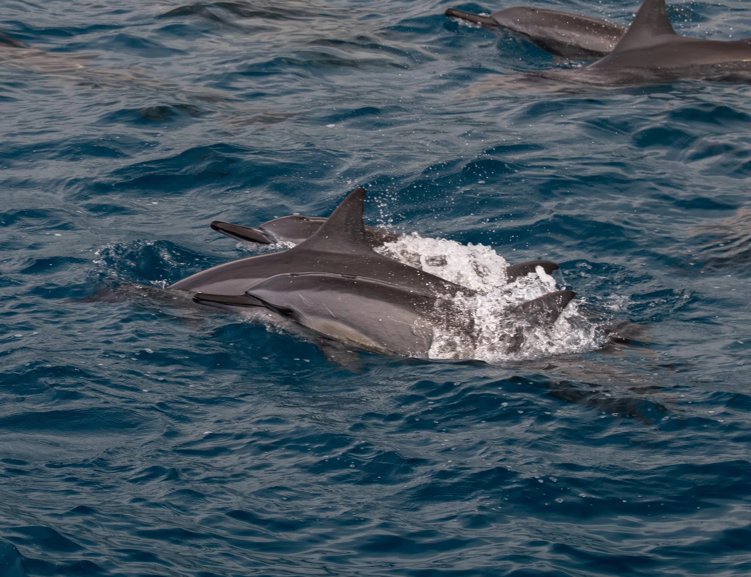 kona hawaii dolphin