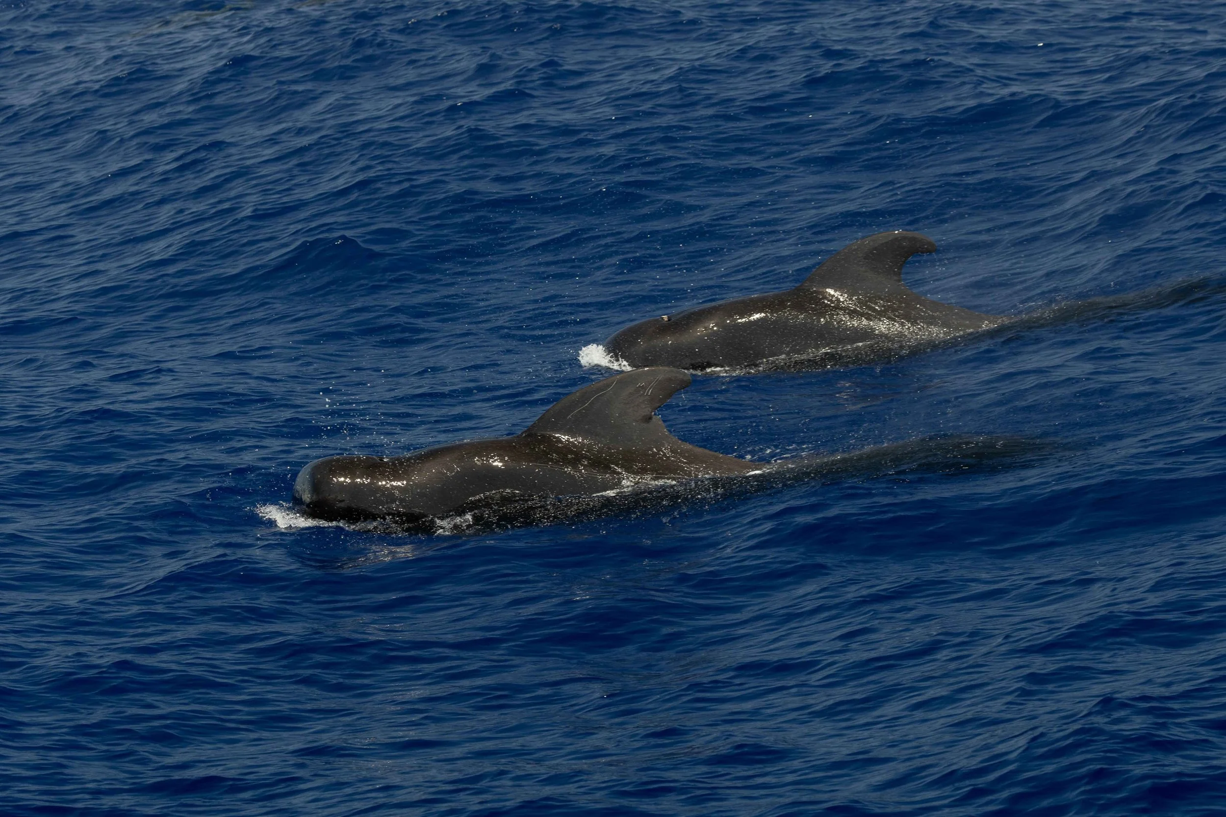 marine life