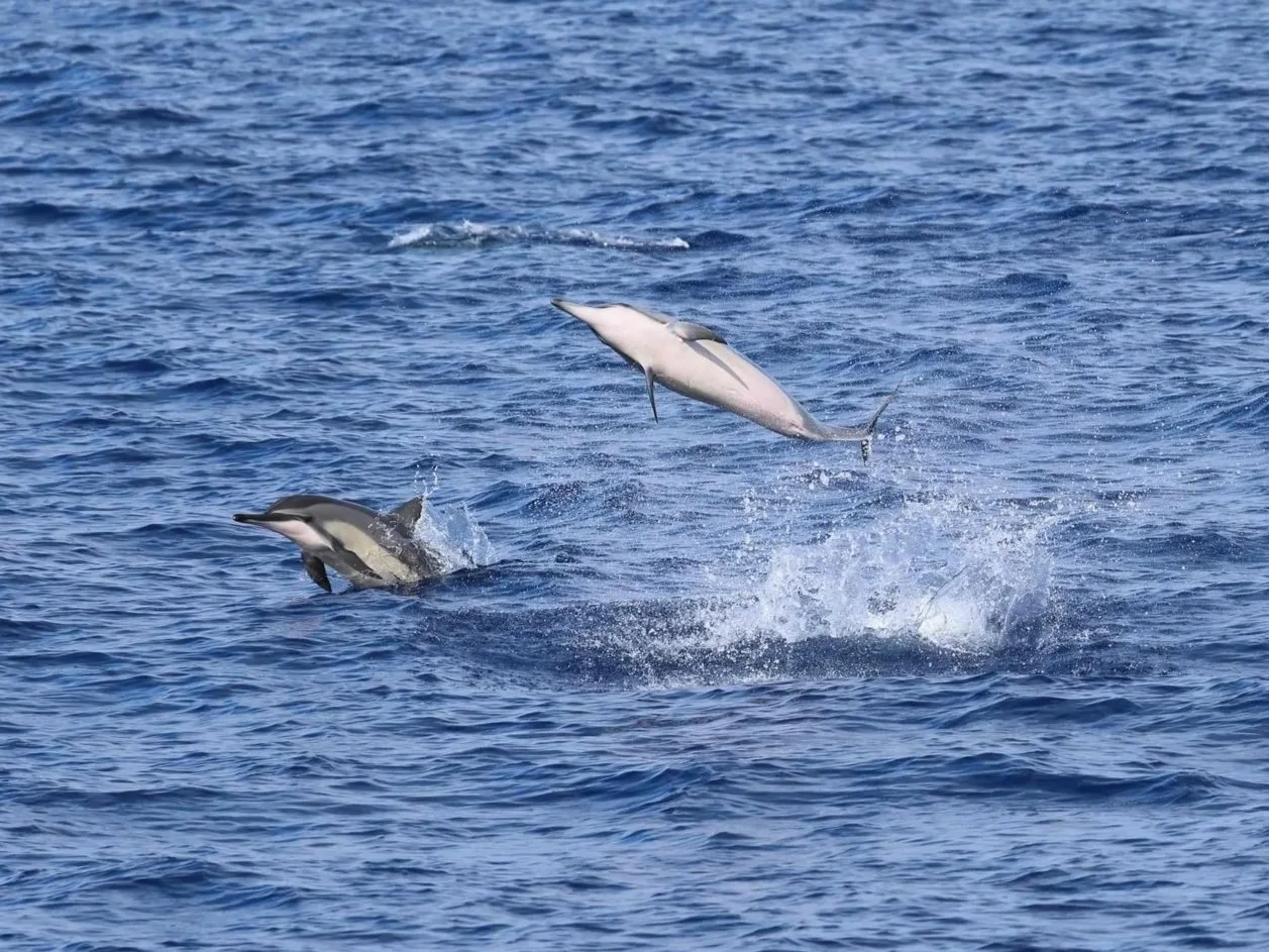 dolphins in kona hawaii