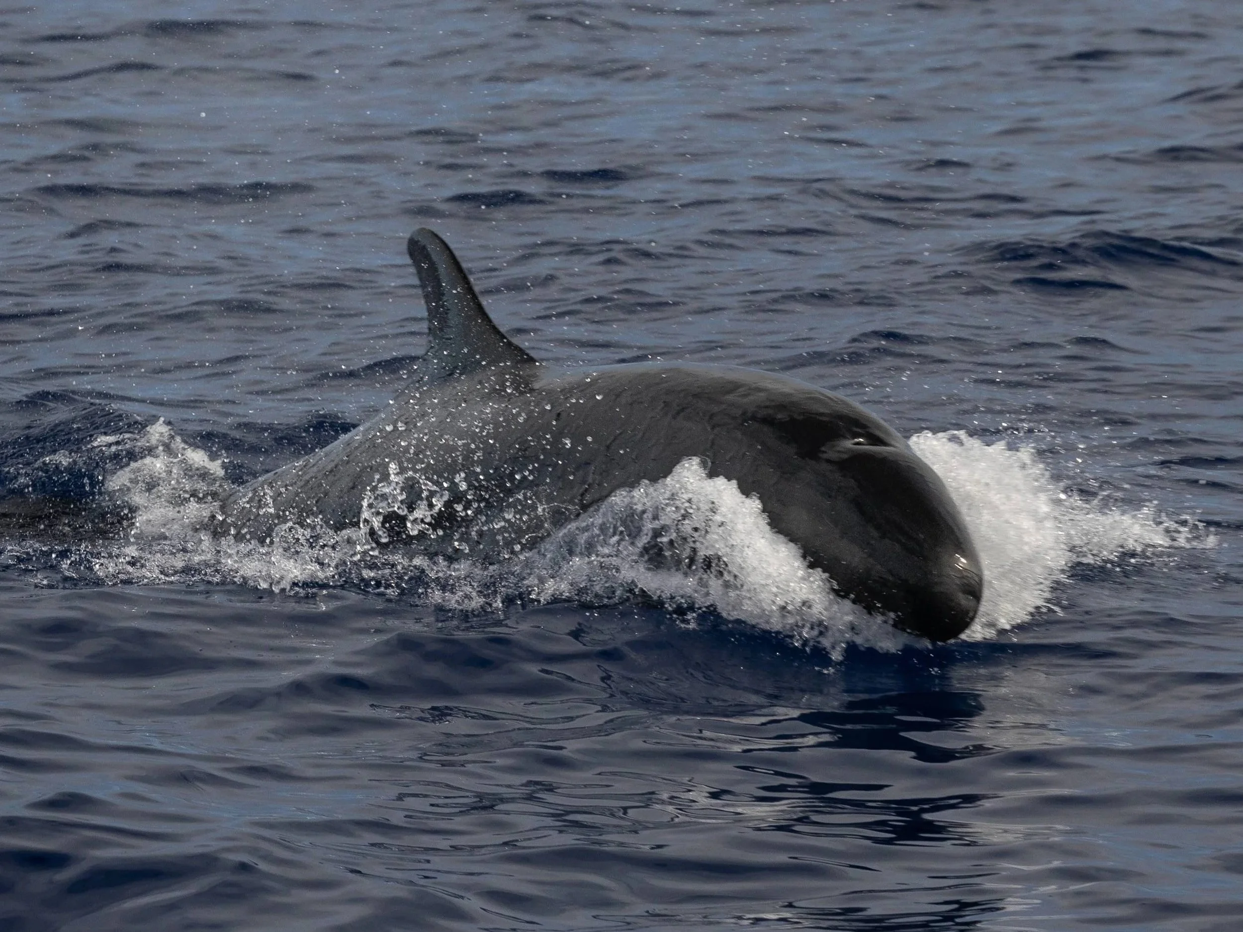 false killer whales kona