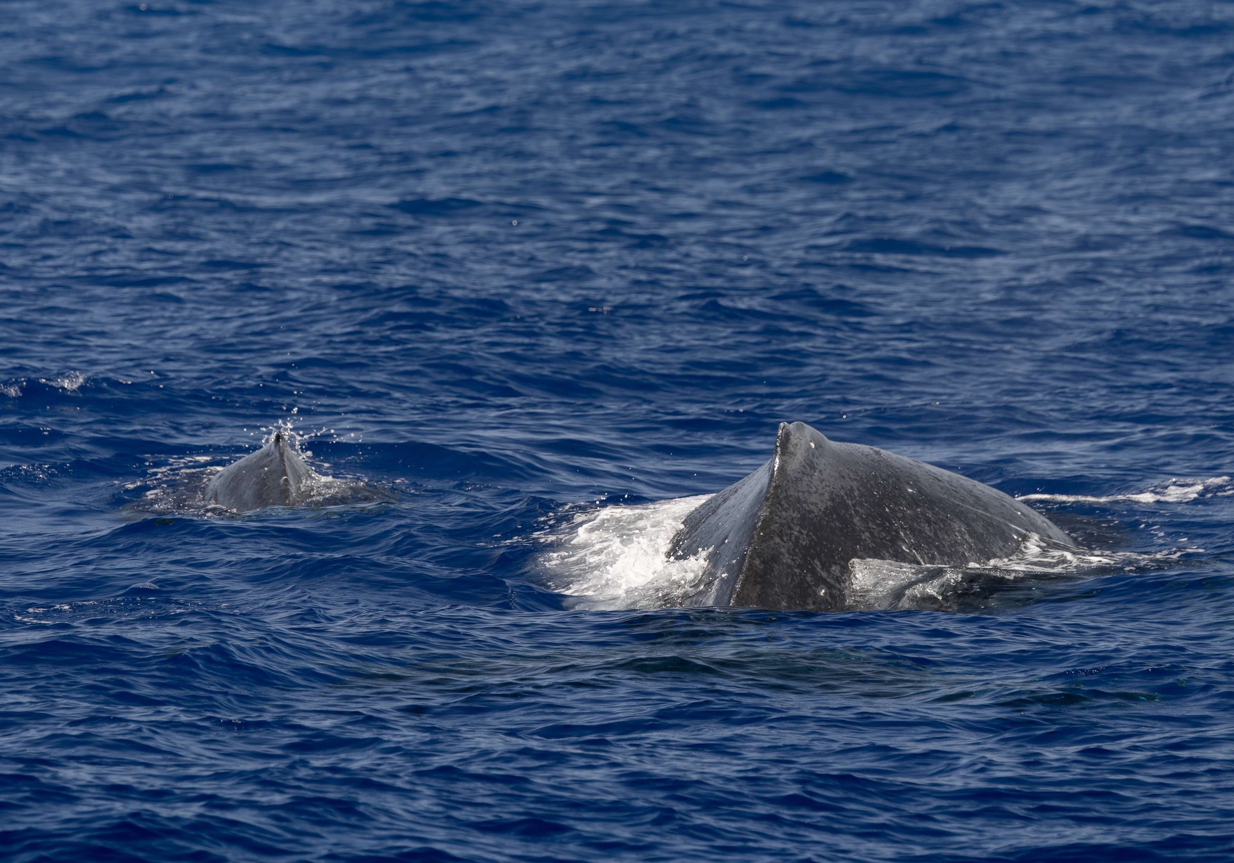 big island whale watching