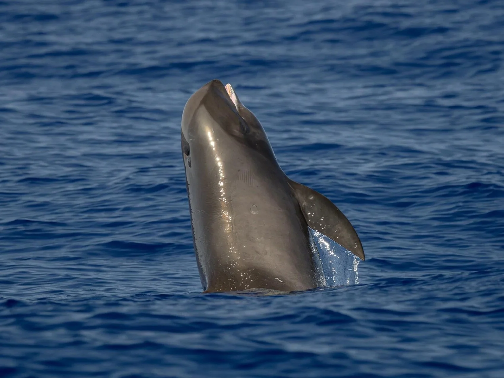 whale kona