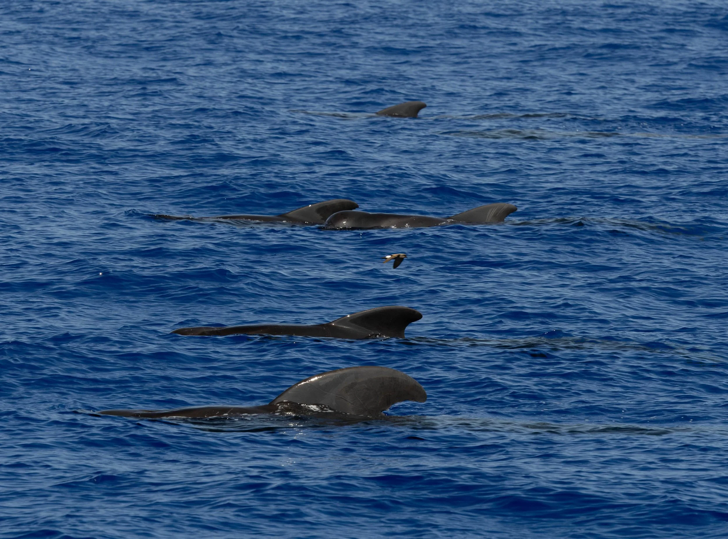 hawaii kona pelagic