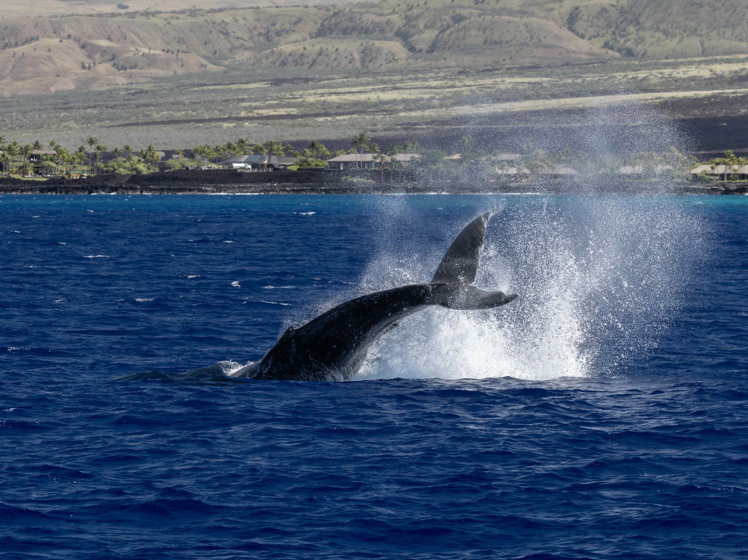big island whale watch
