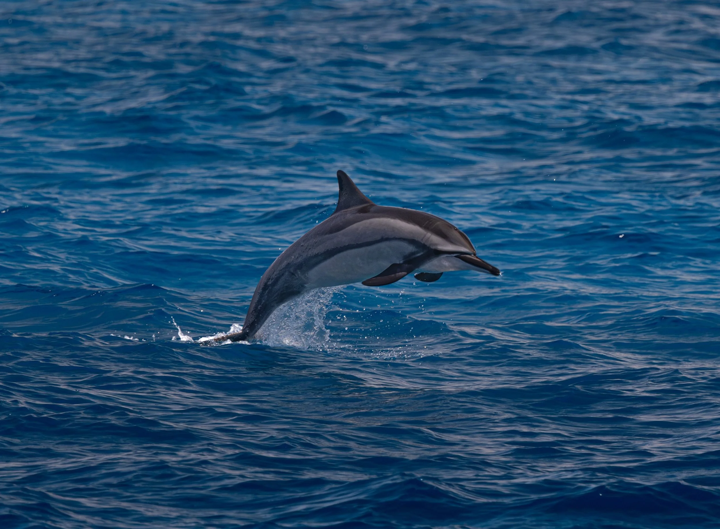 march humpback whale watching