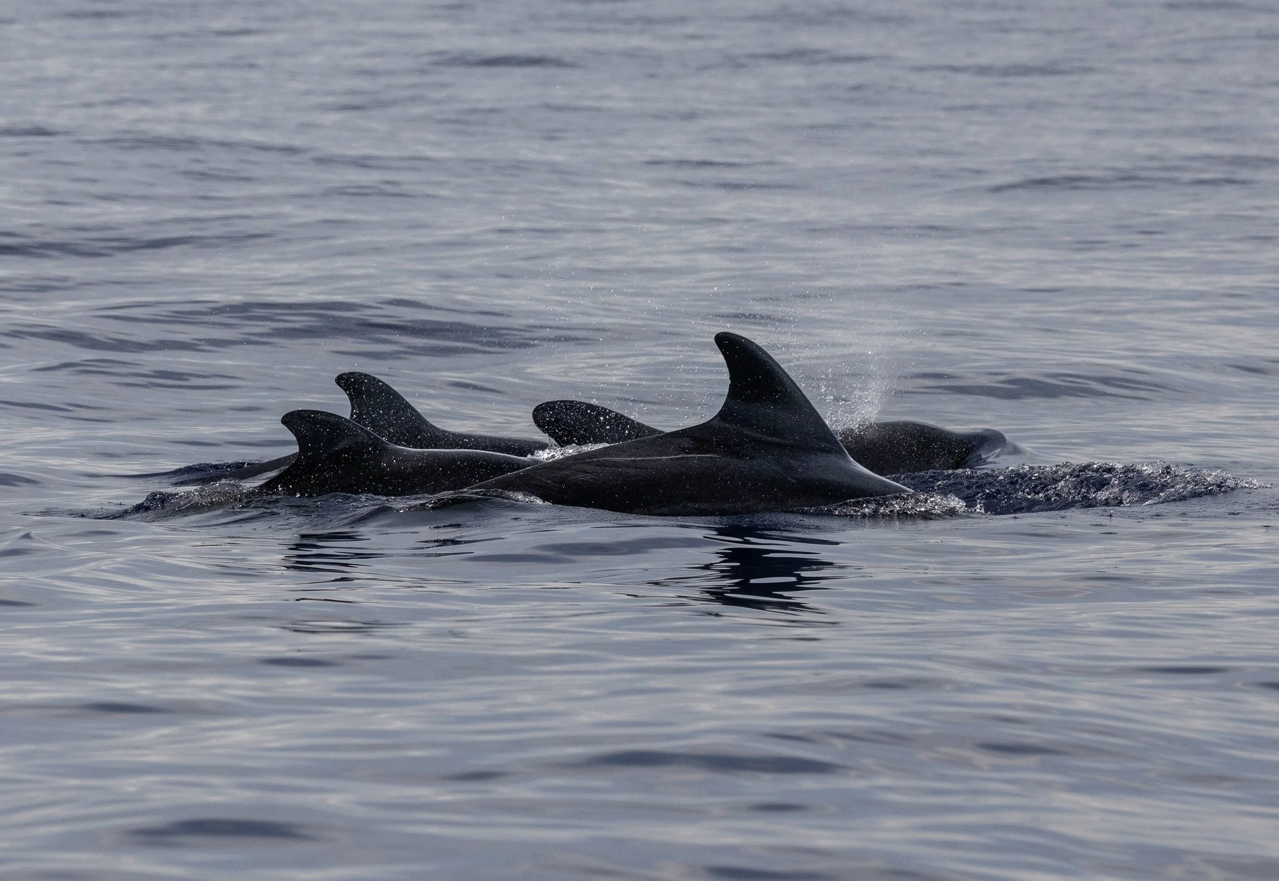 big island pelagic wildlife