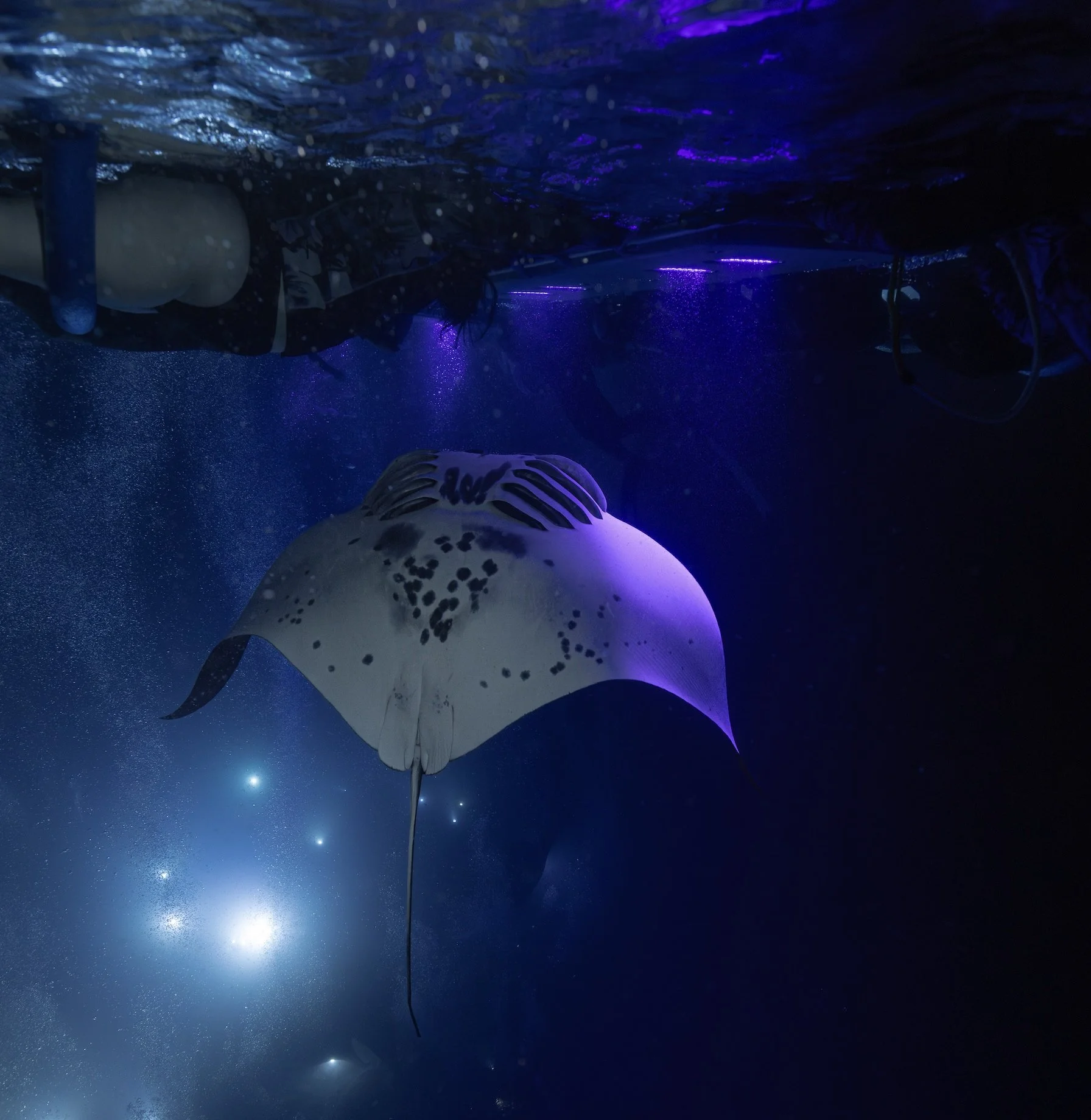 kona year-round whale