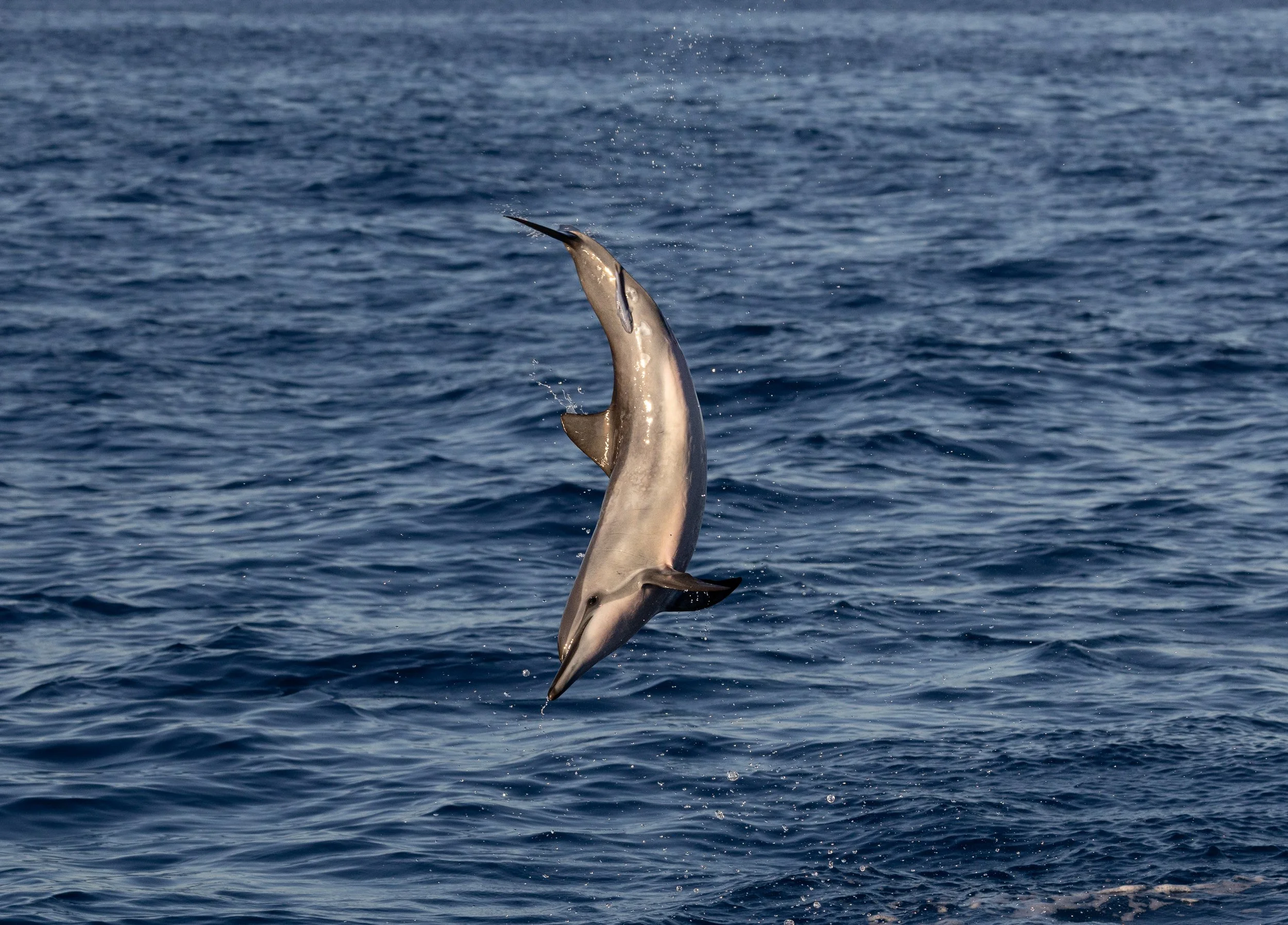 spinner kona
